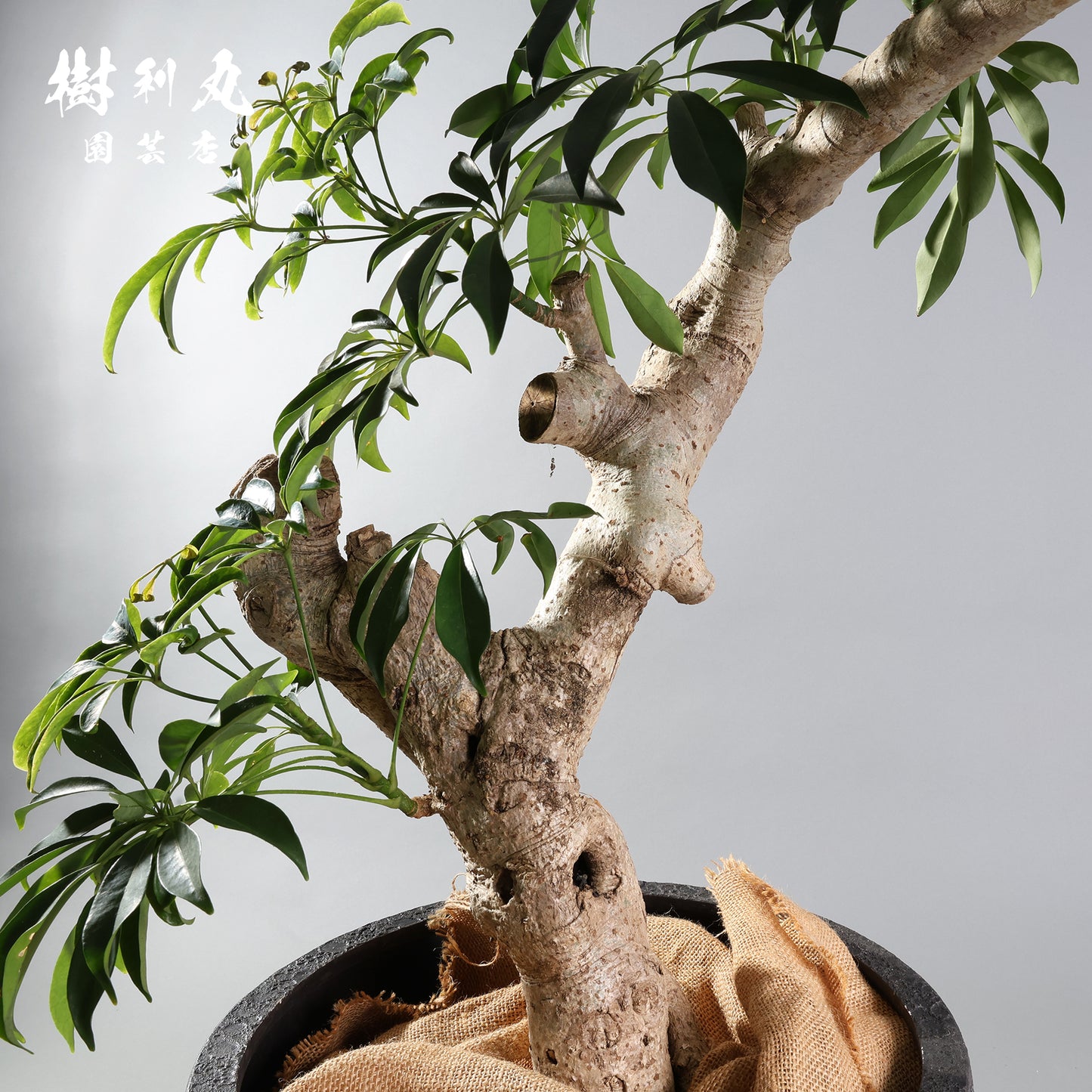 やわらかく、したたかに - シェフレラ