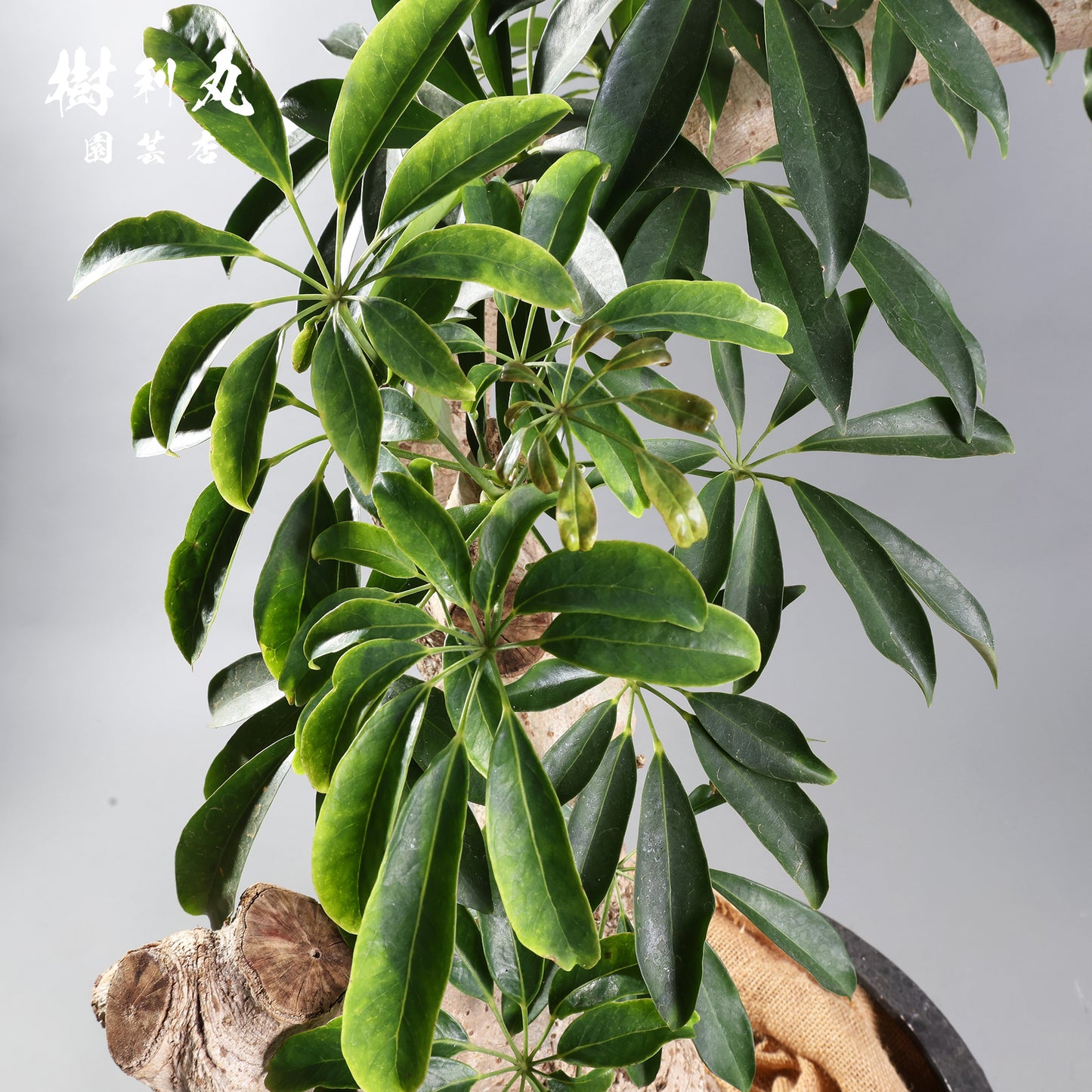 やわらかく、したたかに - シェフレラ