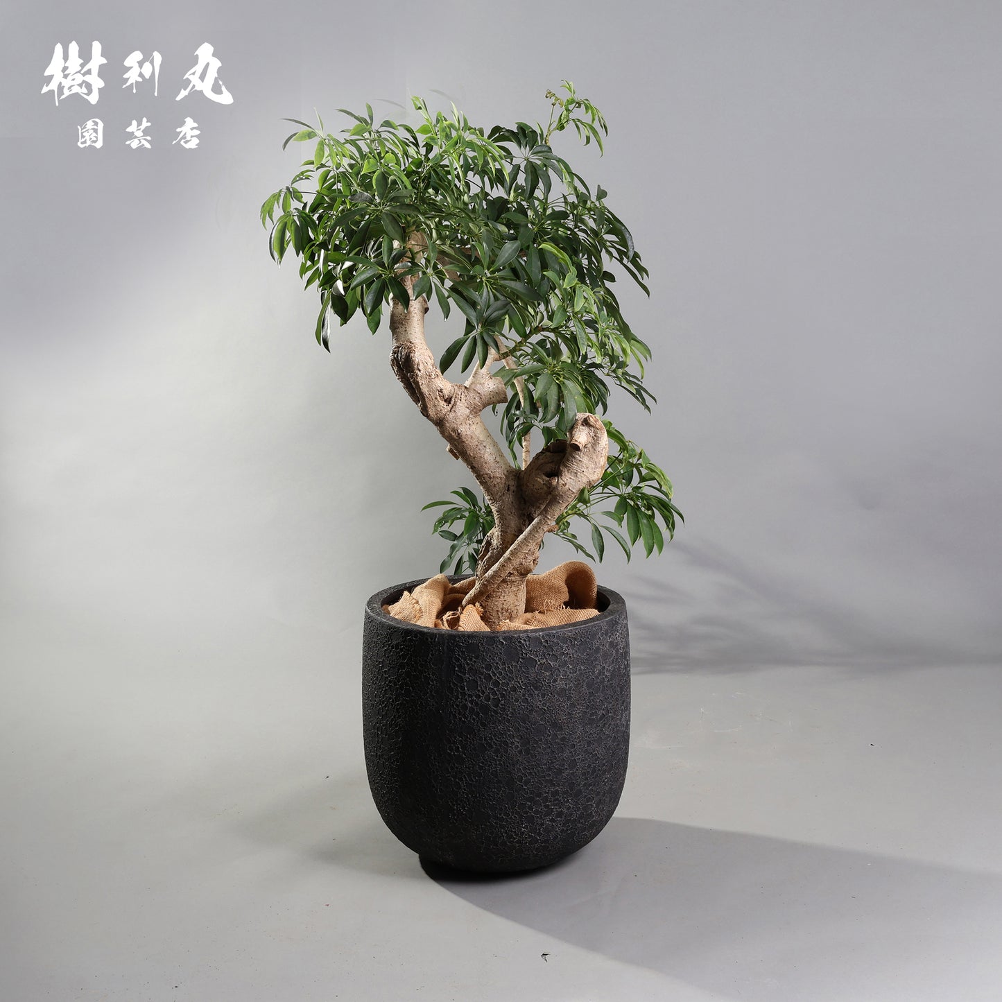 やわらかく、したたかに - シェフレラ