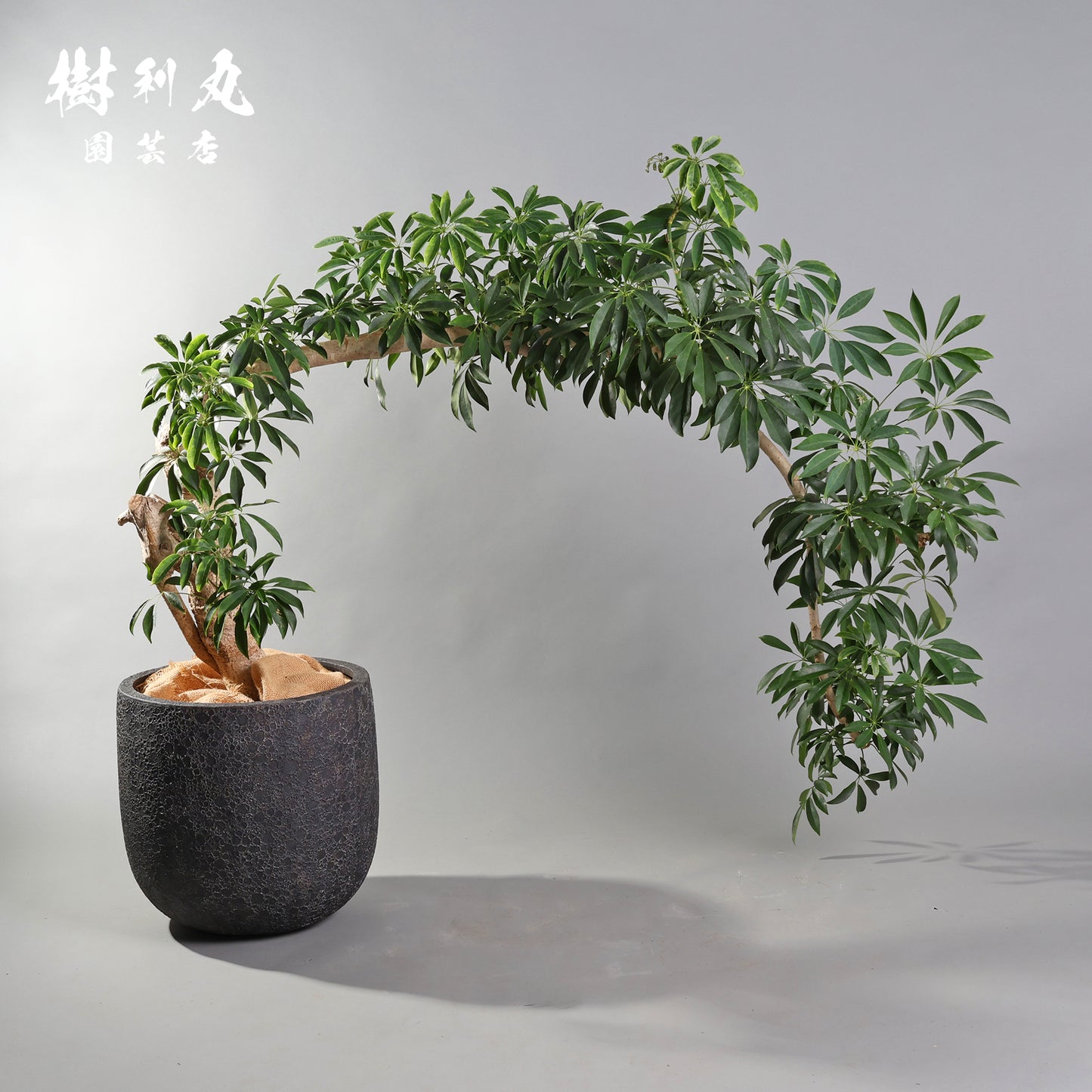 やわらかく、したたかに - シェフレラ