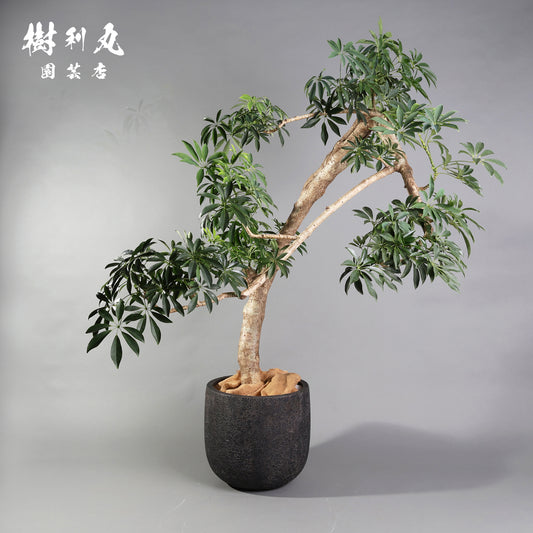 強さは、しなやかであれ - シェフレラ