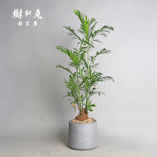 根を張る者は、騒がない - セフリジー