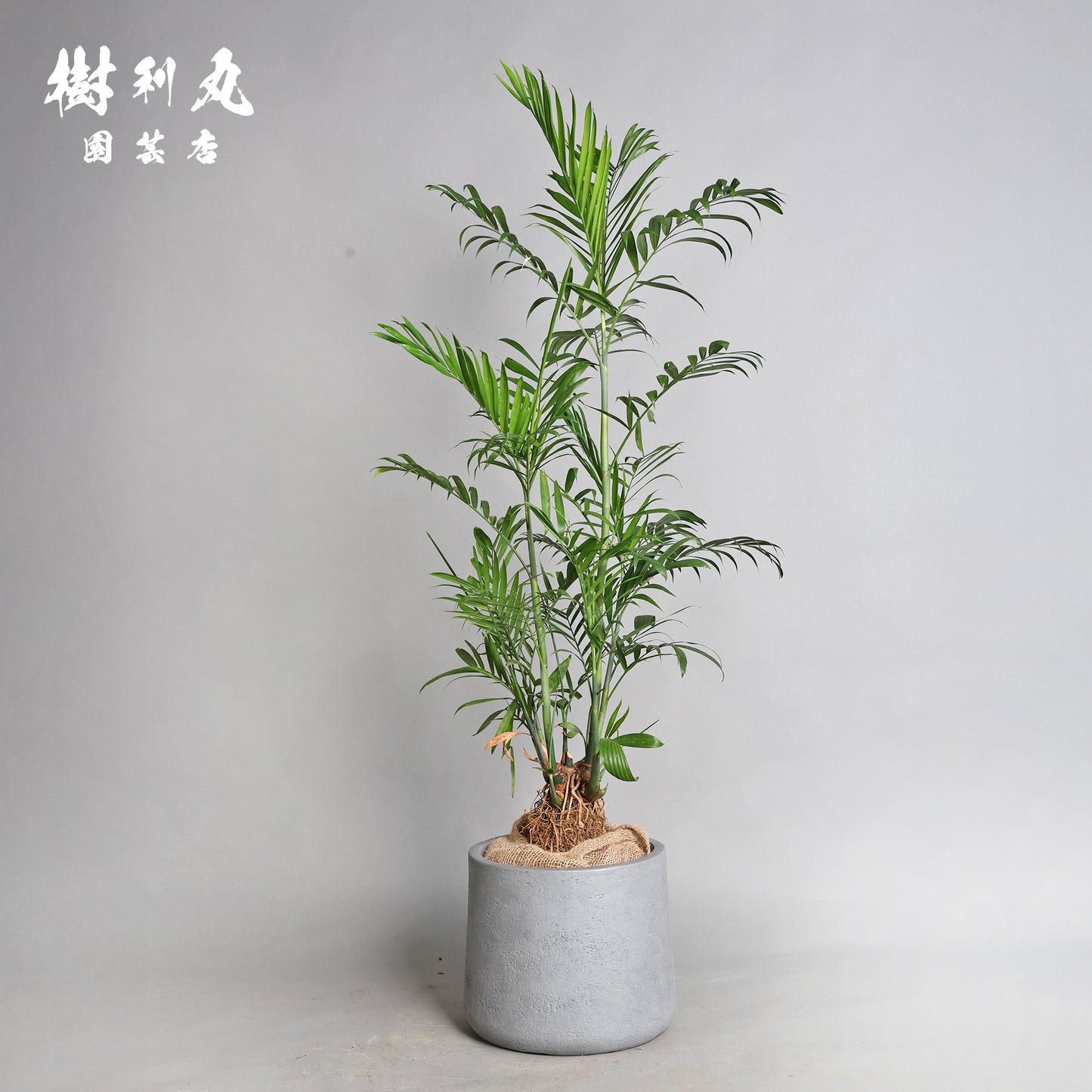 根を張る者は、騒がない - セフリジー