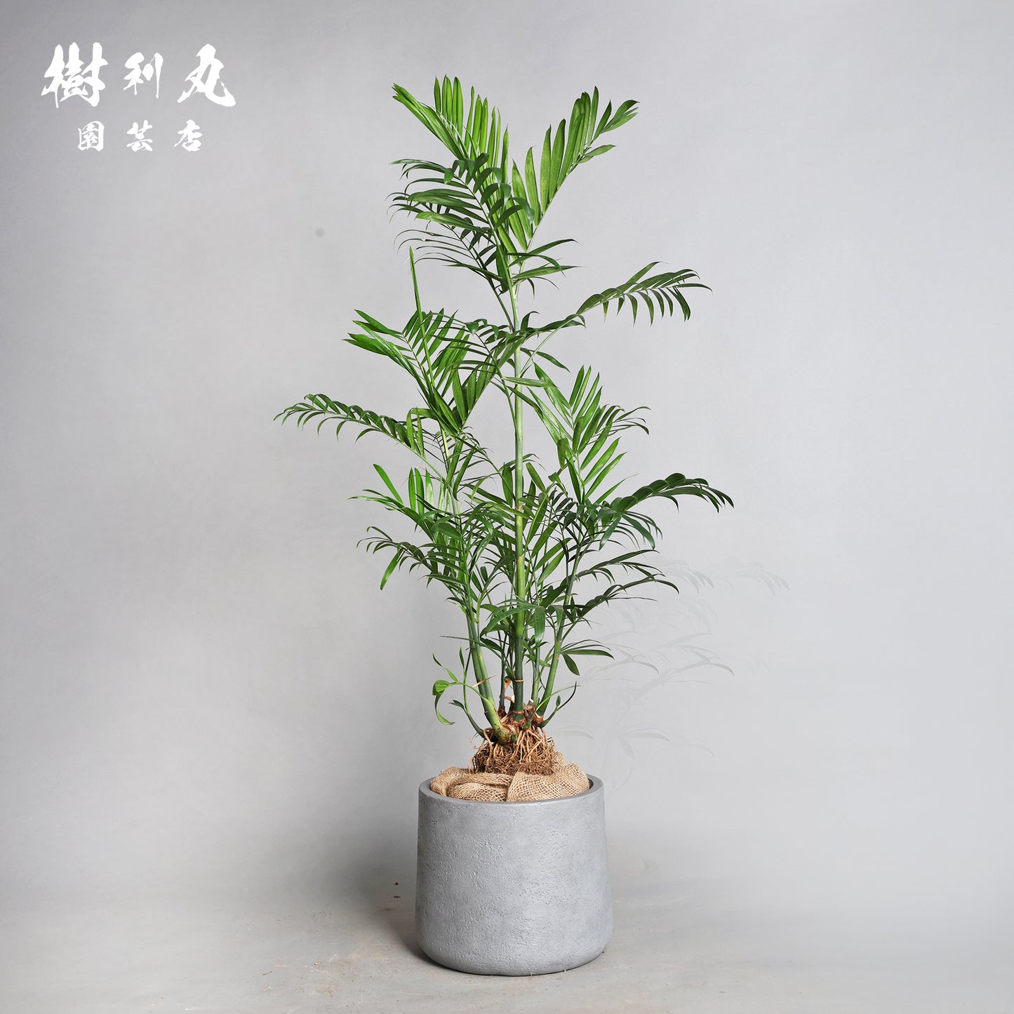 根を張る者は、騒がない - セフリジー