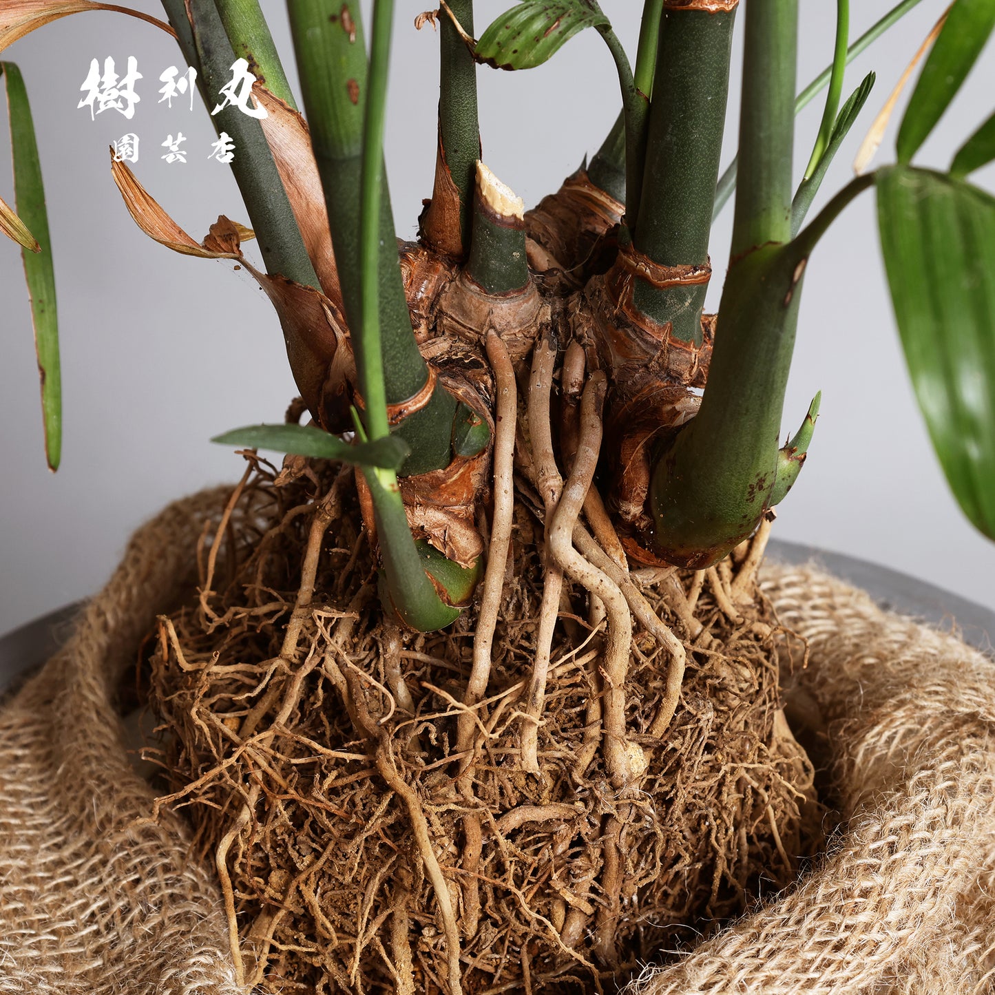 根を張る者は、騒がない - セフリジー