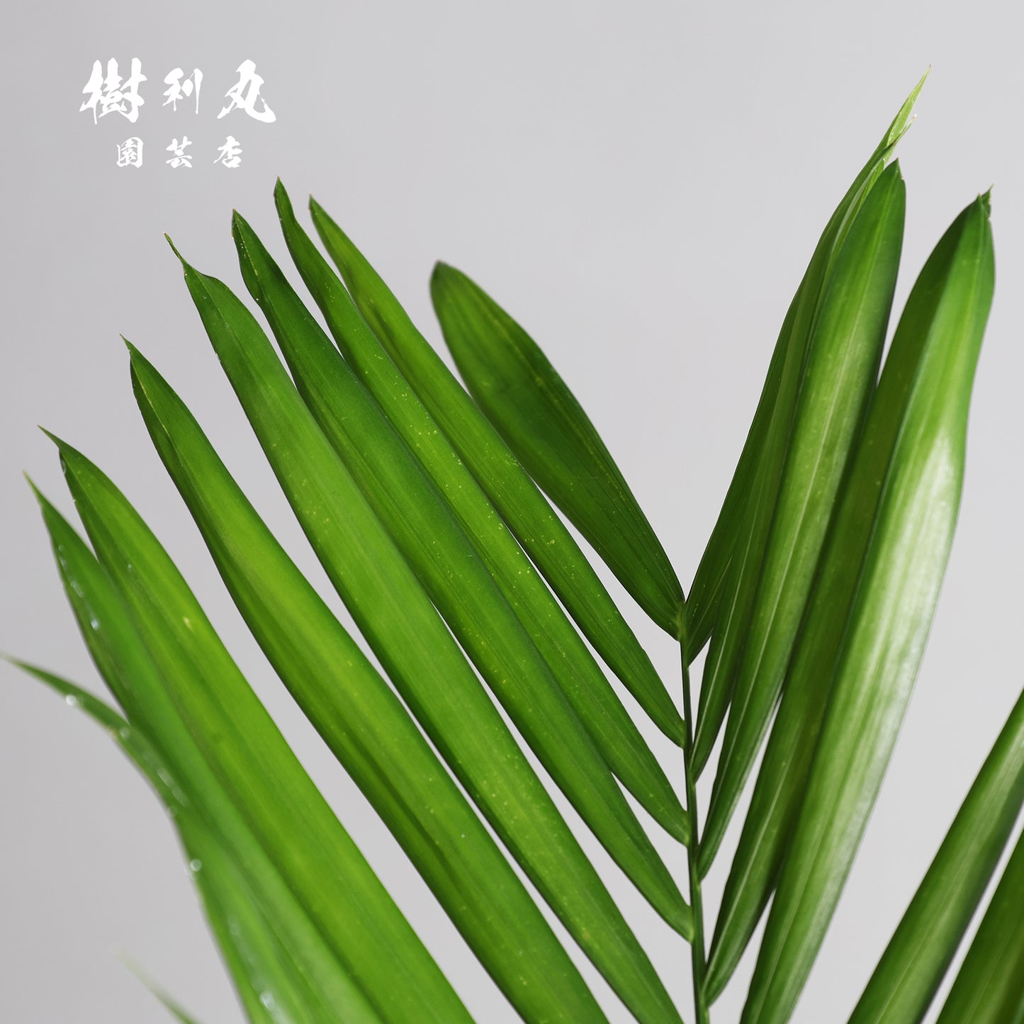 根を張る者は、騒がない - セフリジー