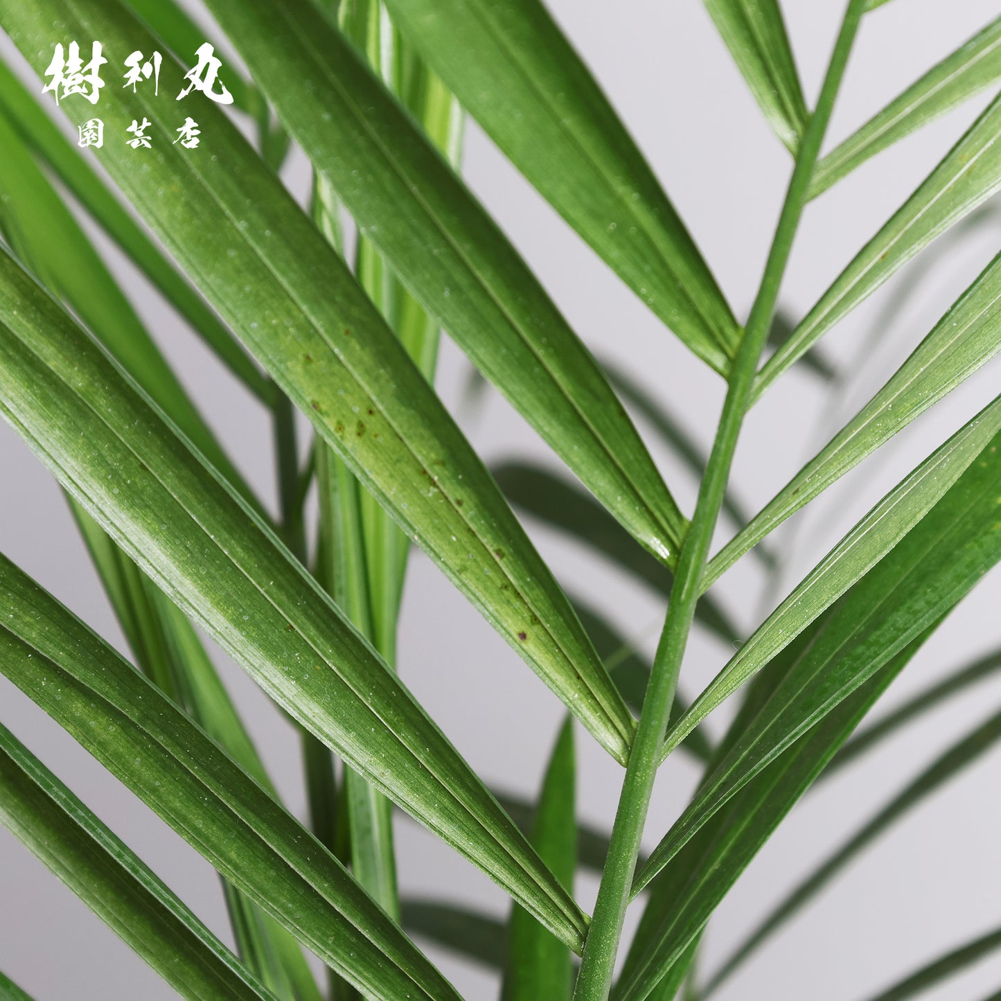 根を張る者は、騒がない - セフリジー