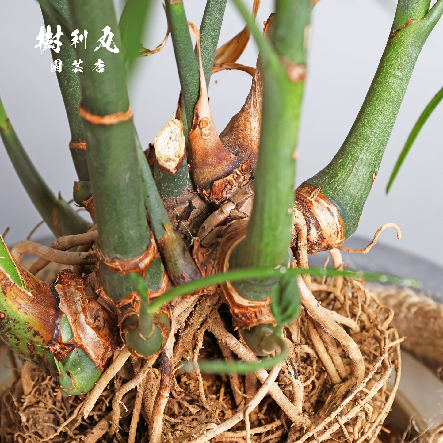 根を張る者は、騒がない - セフリジー