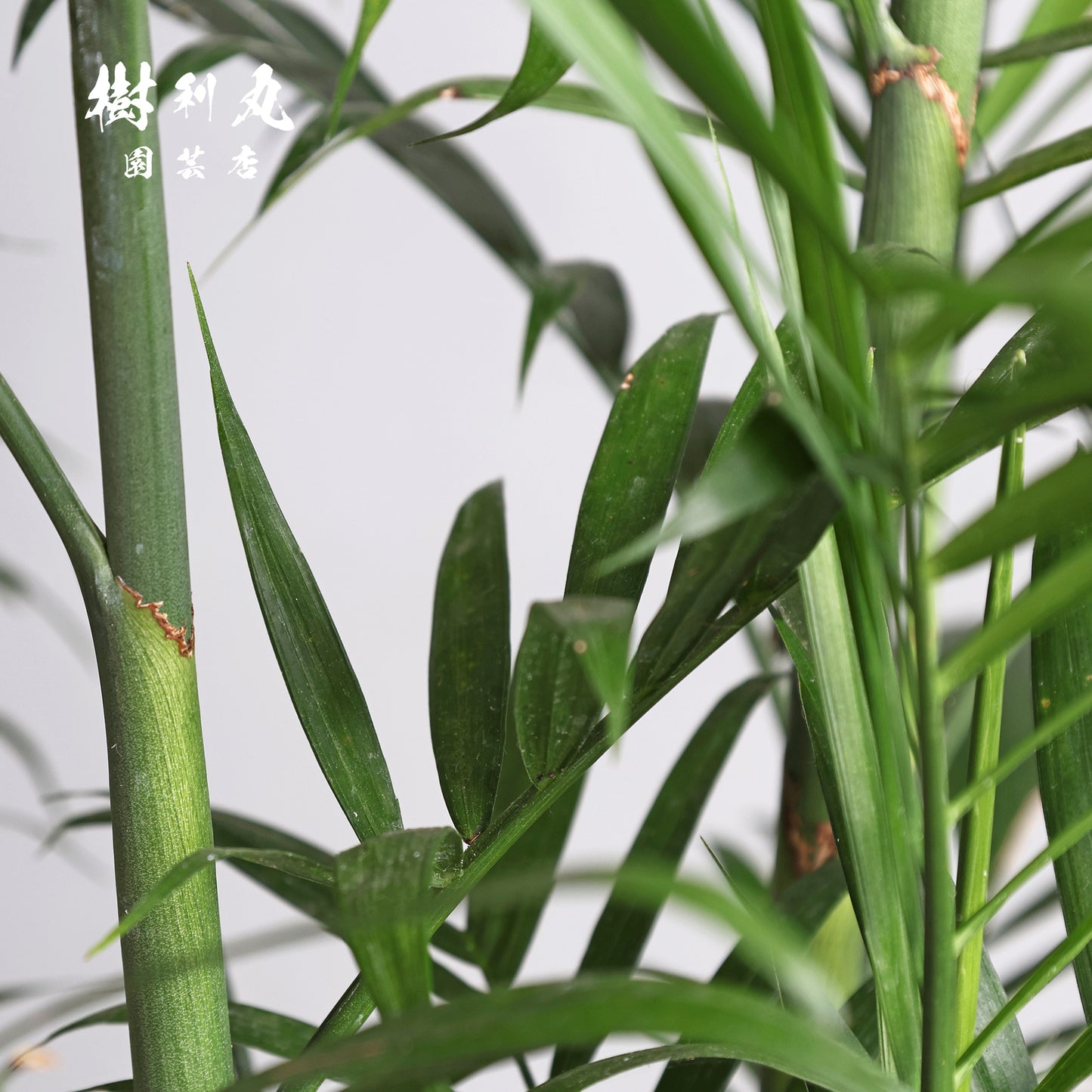 根を張る者は、騒がない - セフリジー