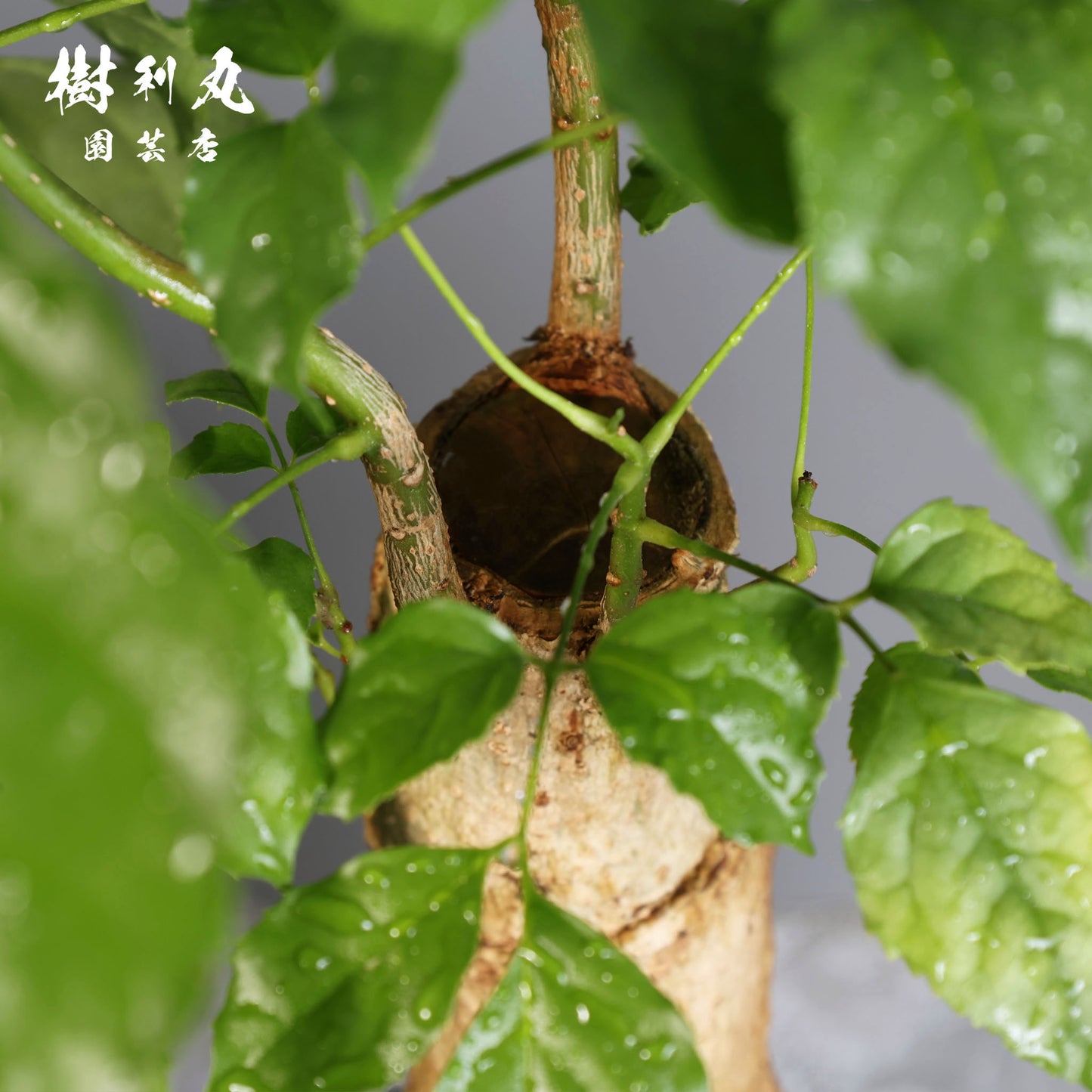 音もなく、潤い放つ - ステレオスペルマム