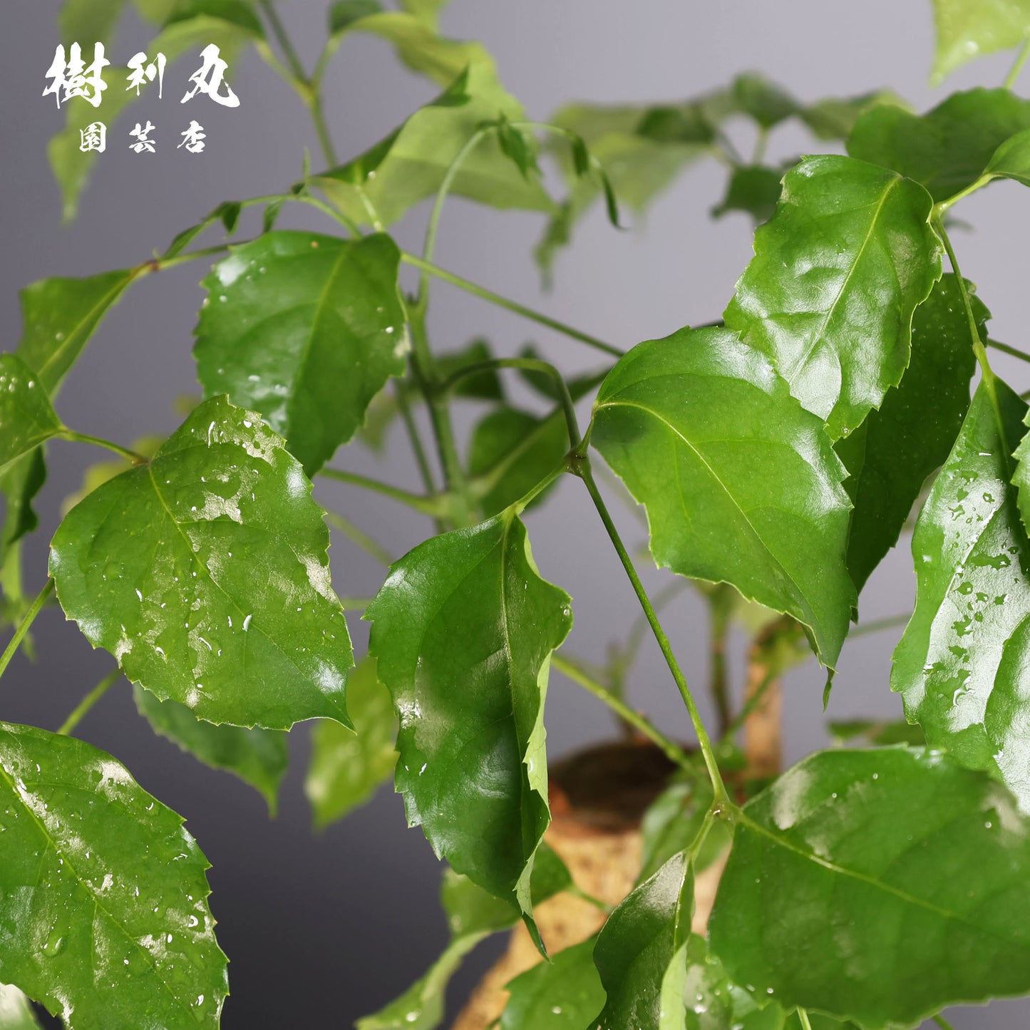 音もなく、潤い放つ - ステレオスペルマム