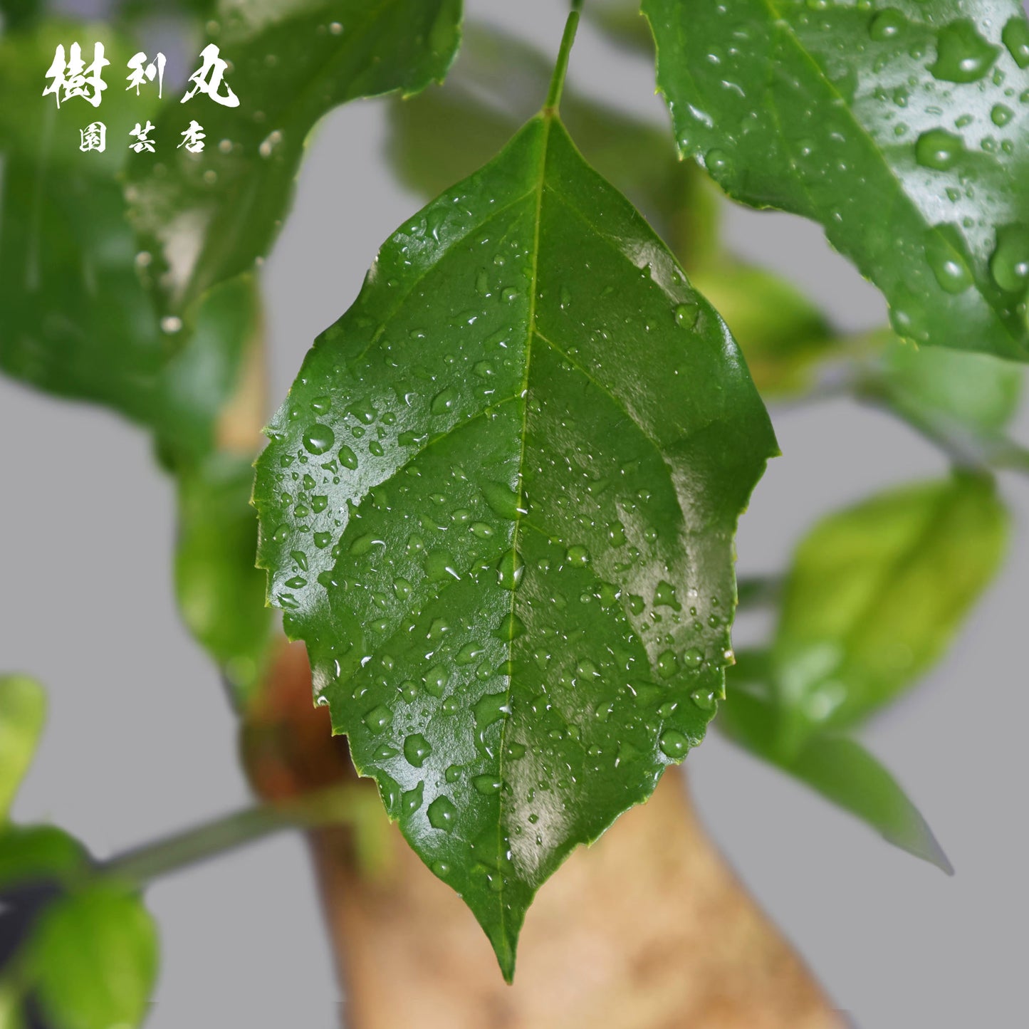 音もなく、潤い放つ - ステレオスペルマム