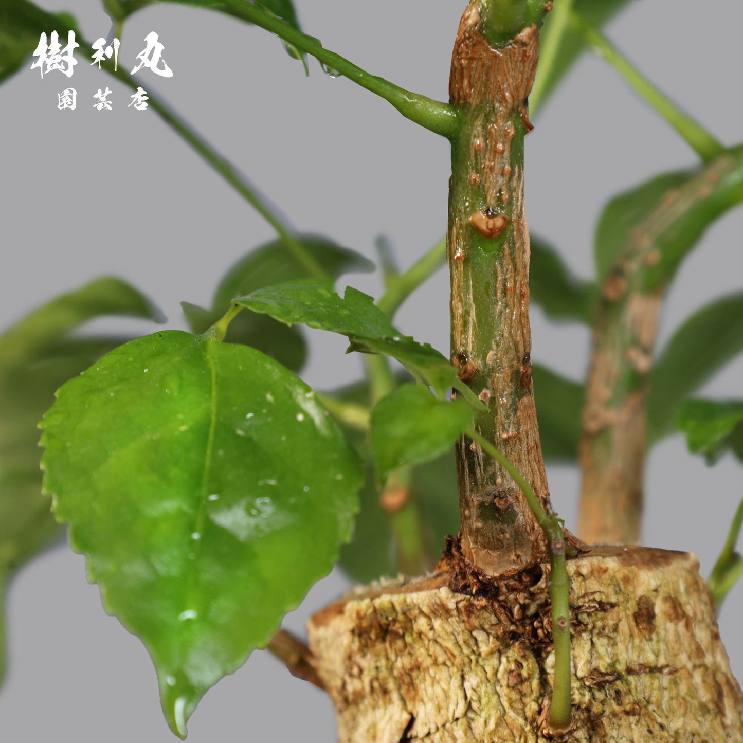 音もなく、潤い放つ - ステレオスペルマム