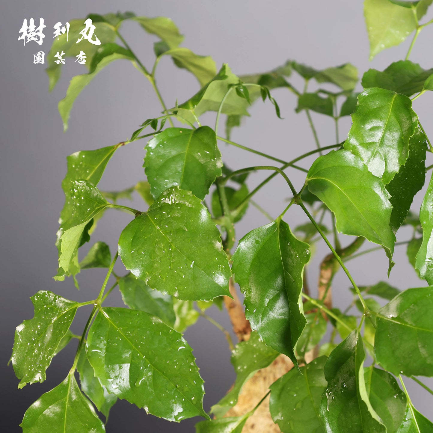 音もなく、潤い放つ - ステレオスペルマム