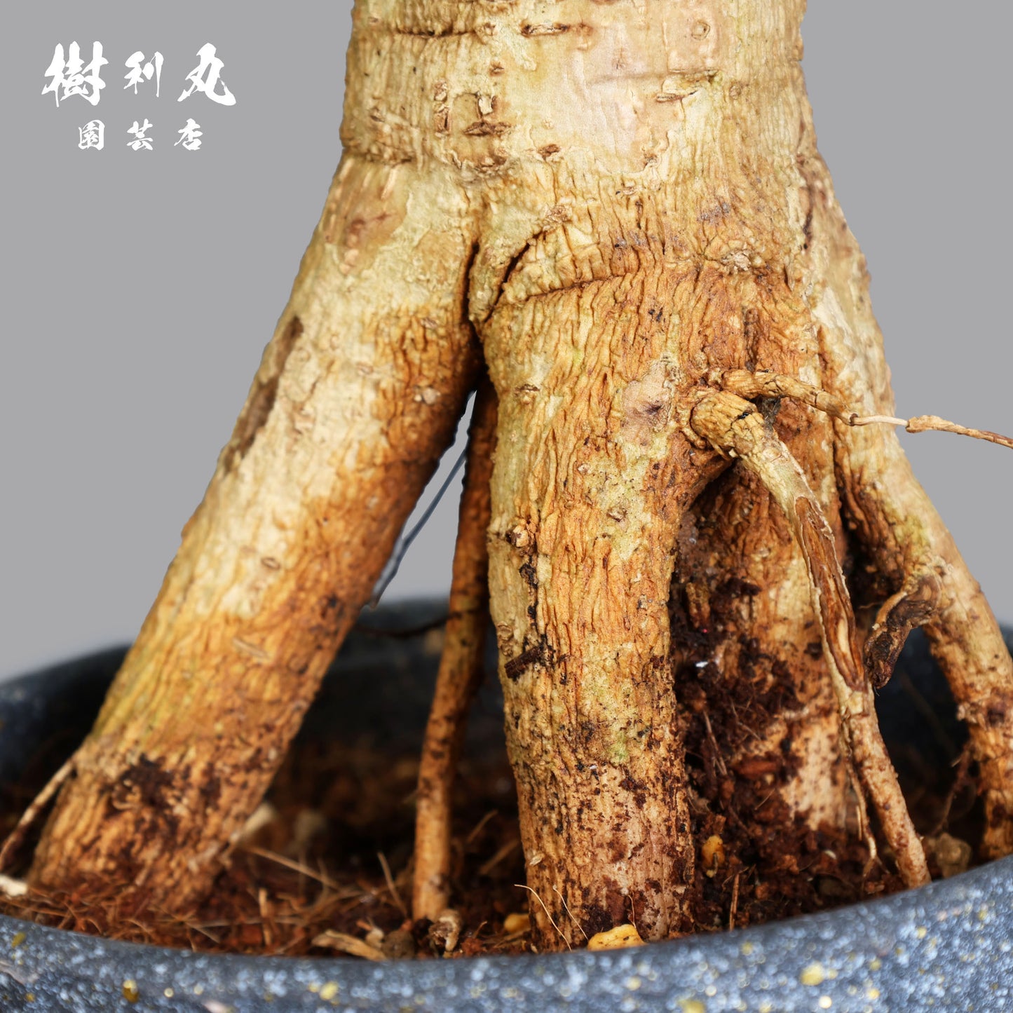 音もなく、潤い放つ - ステレオスペルマム