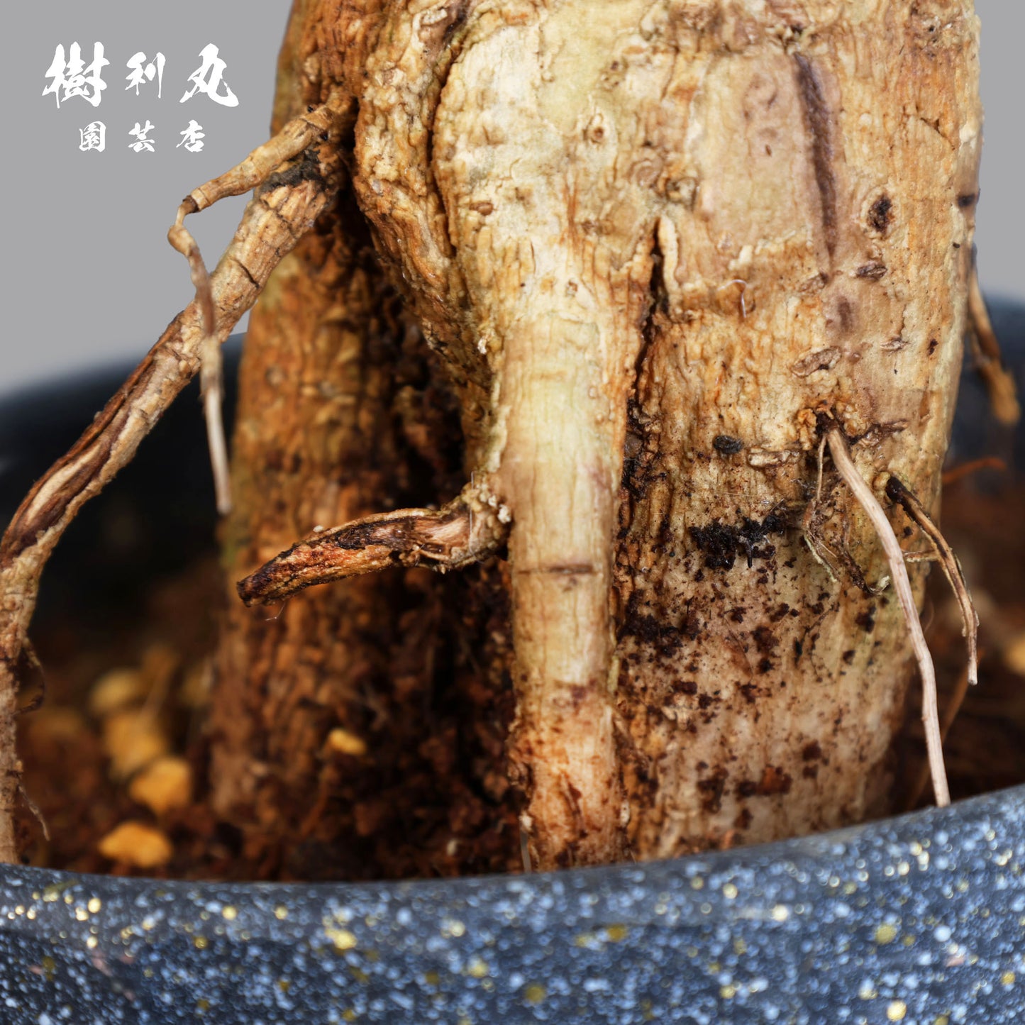 音もなく、潤い放つ - ステレオスペルマム