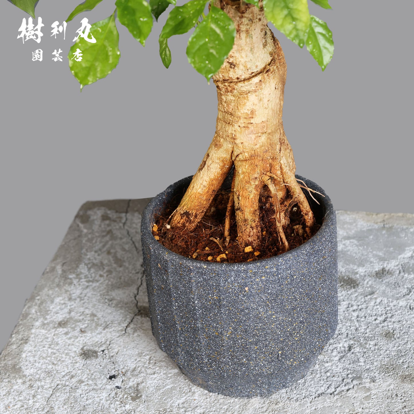 音もなく、潤い放つ - ステレオスペルマム