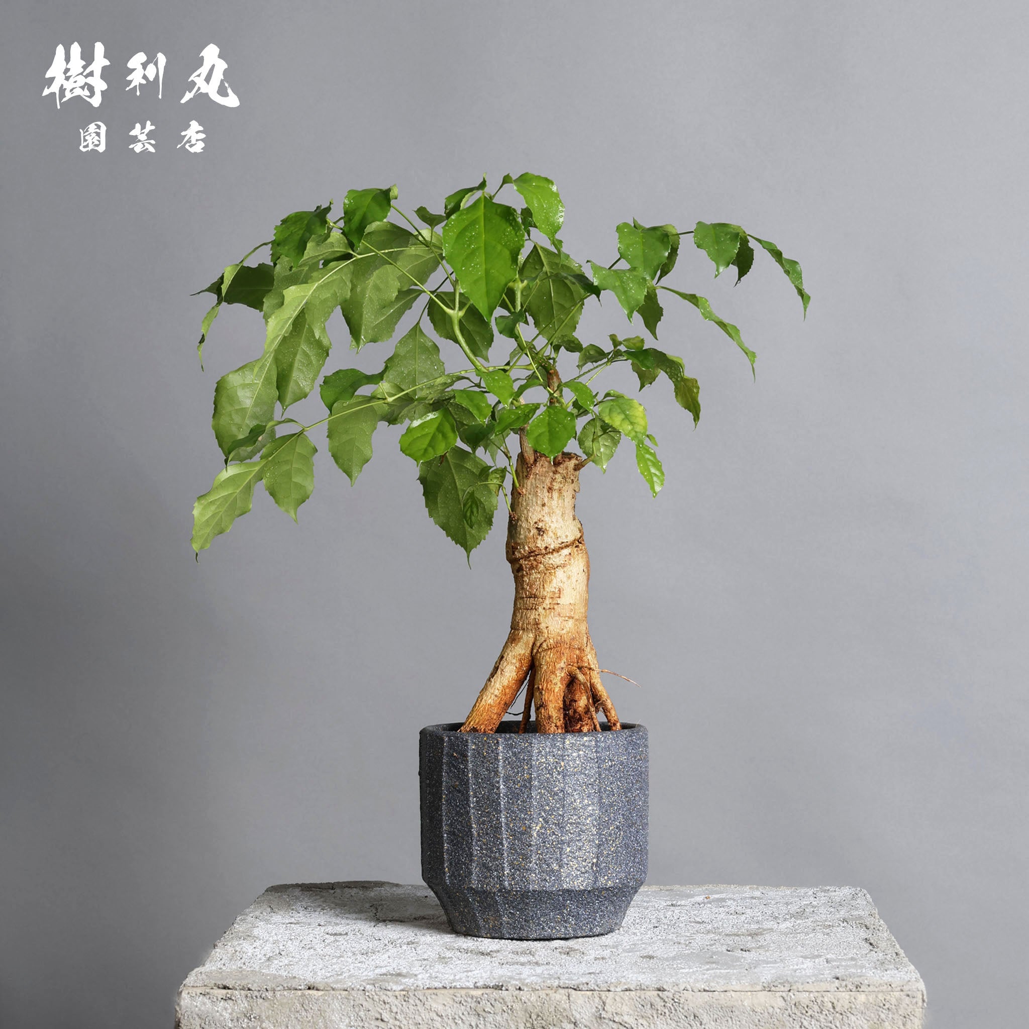 希少　ステレオスペルマム　白斑入り Amazon｜観葉植物 斑入り ステレオスペルマム レモンライム 5号 高さ