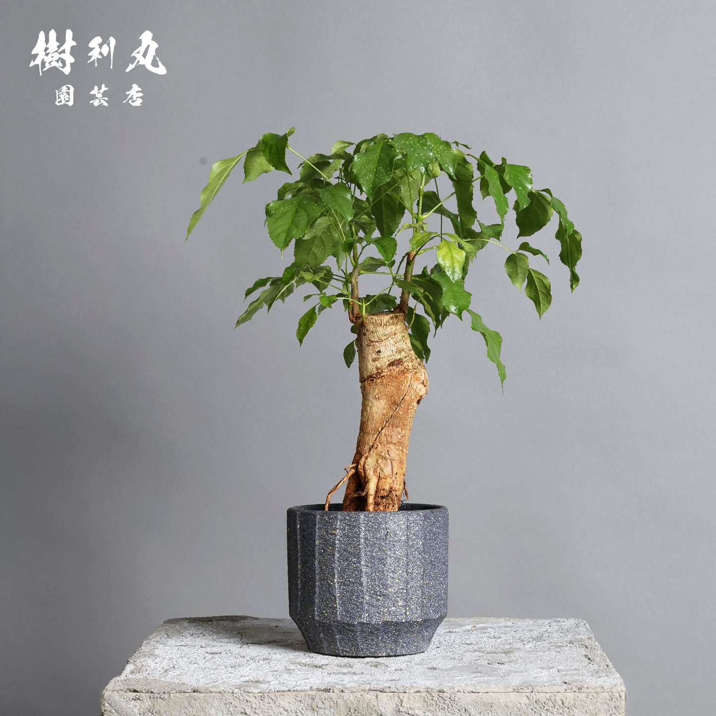 音もなく、潤い放つ - ステレオスペルマム