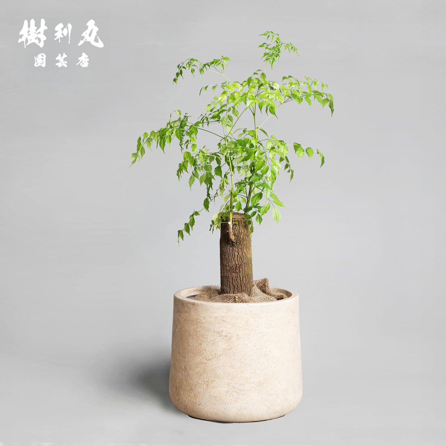 静けさの中に、覚悟あり - ステレオスペルマム