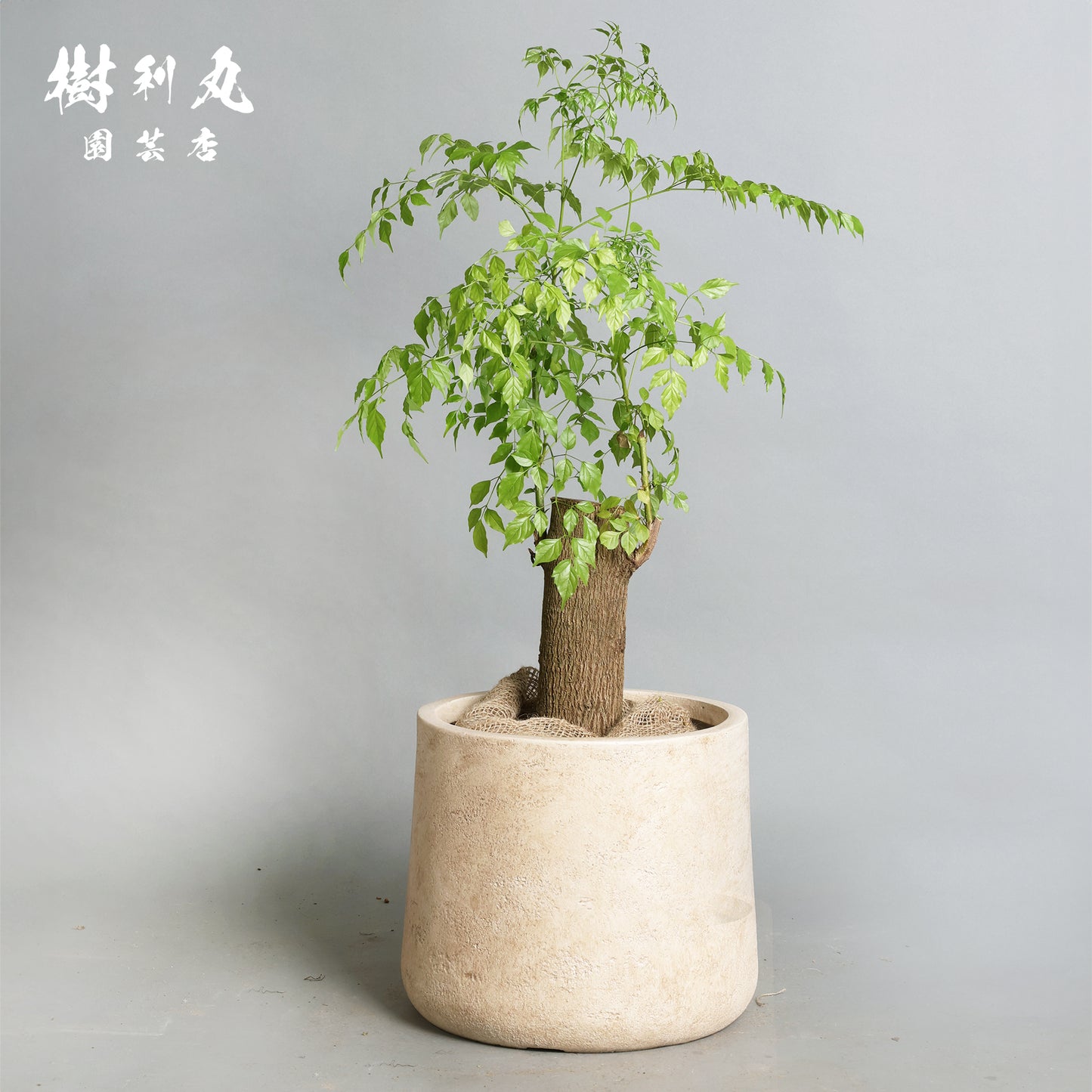 静けさの中に、覚悟あり - ステレオスペルマム