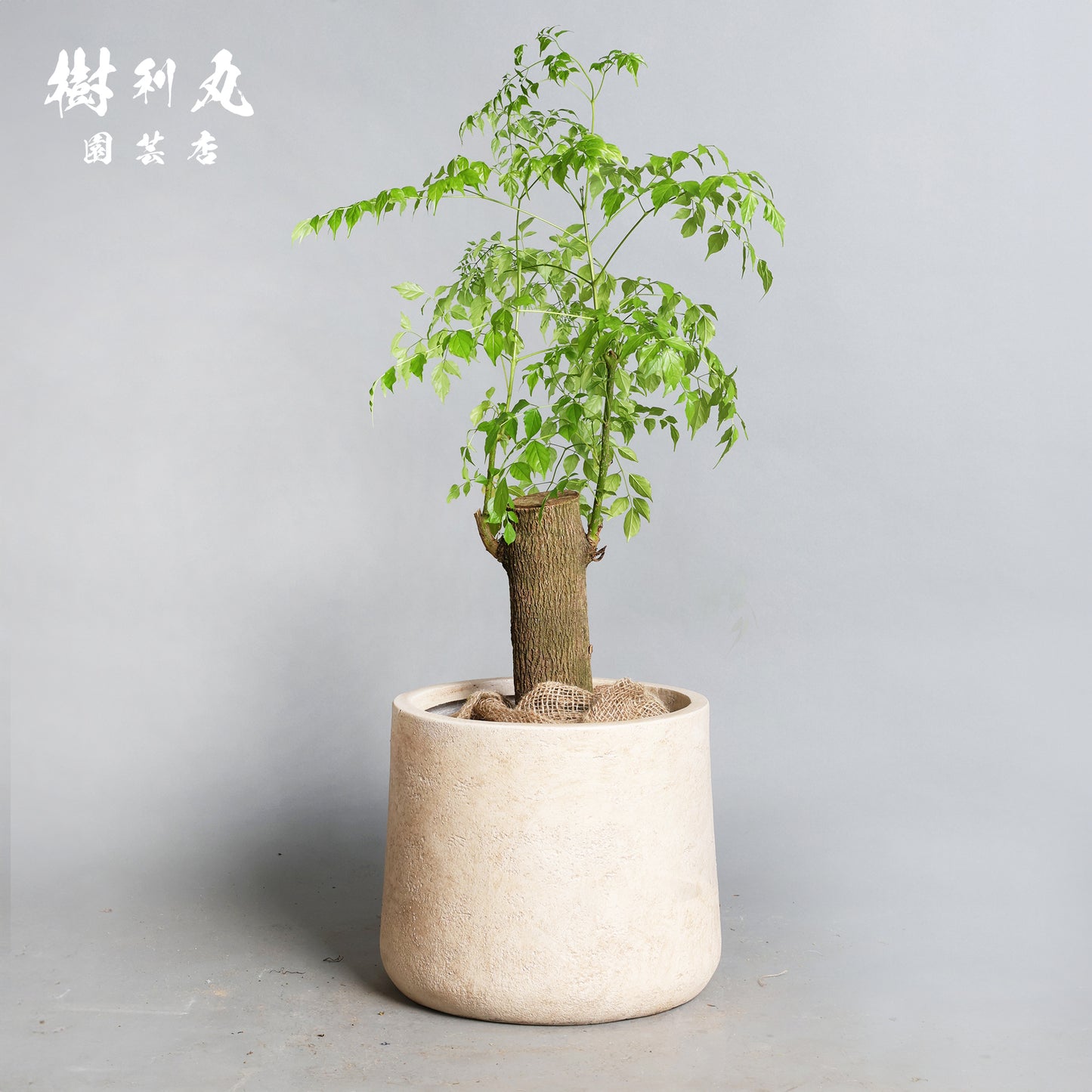 静けさの中に、覚悟あり - ステレオスペルマム