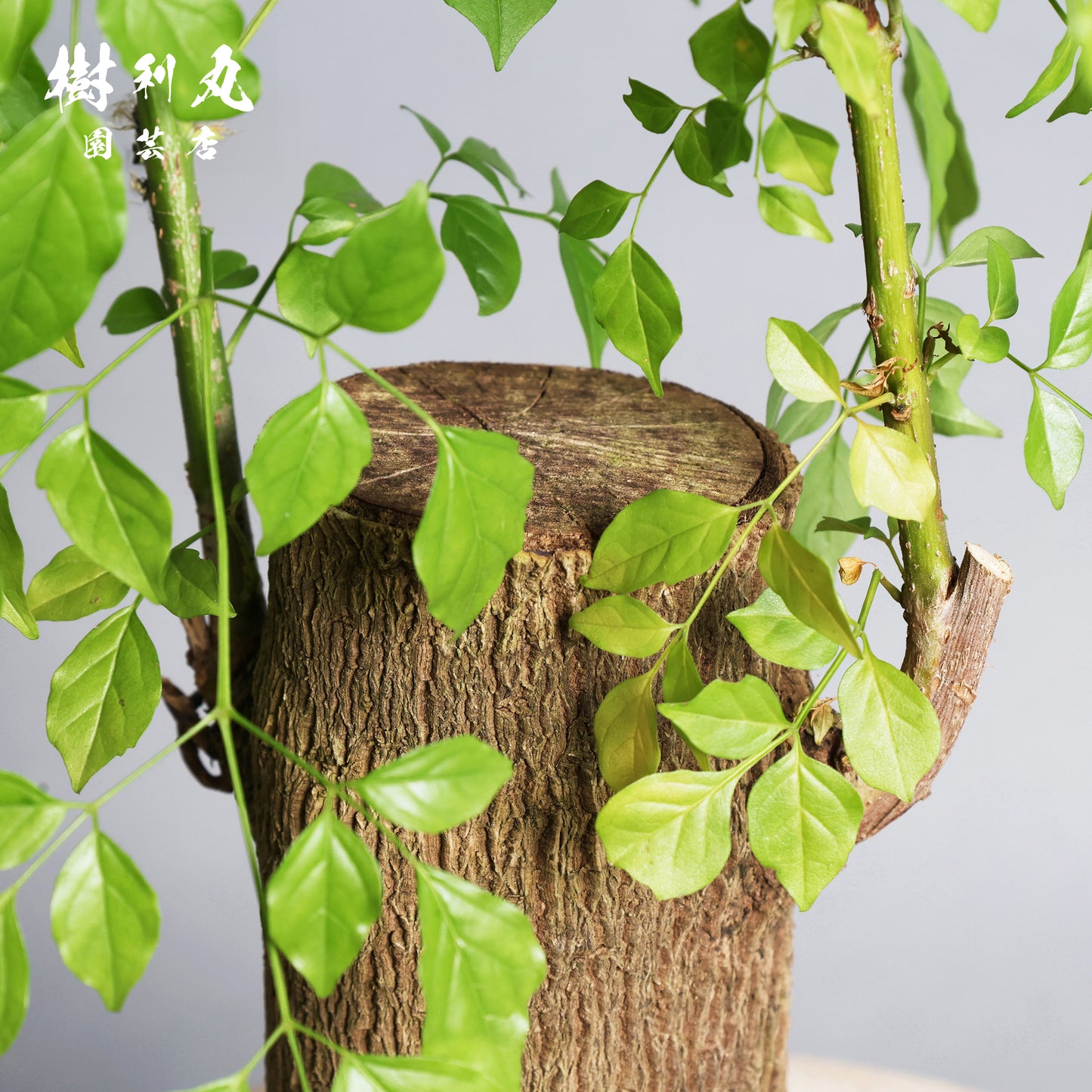 静けさの中に、覚悟あり - ステレオスペルマム