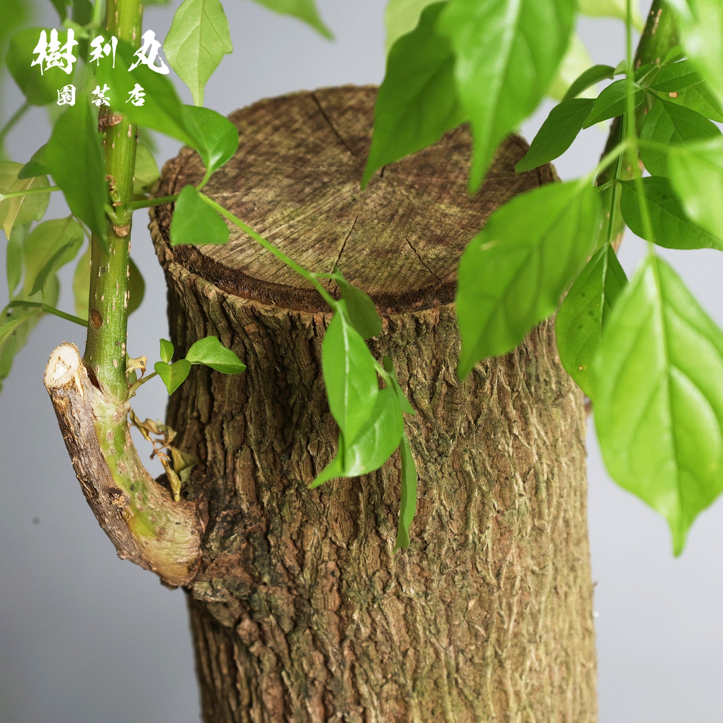 静けさの中に、覚悟あり - ステレオスペルマム