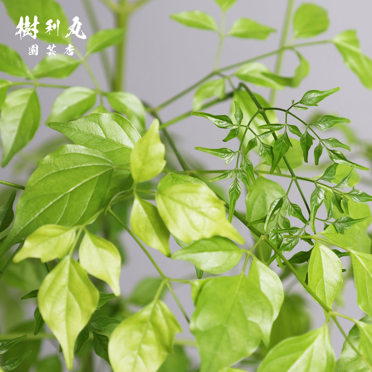 静けさの中に、覚悟あり - ステレオスペルマム