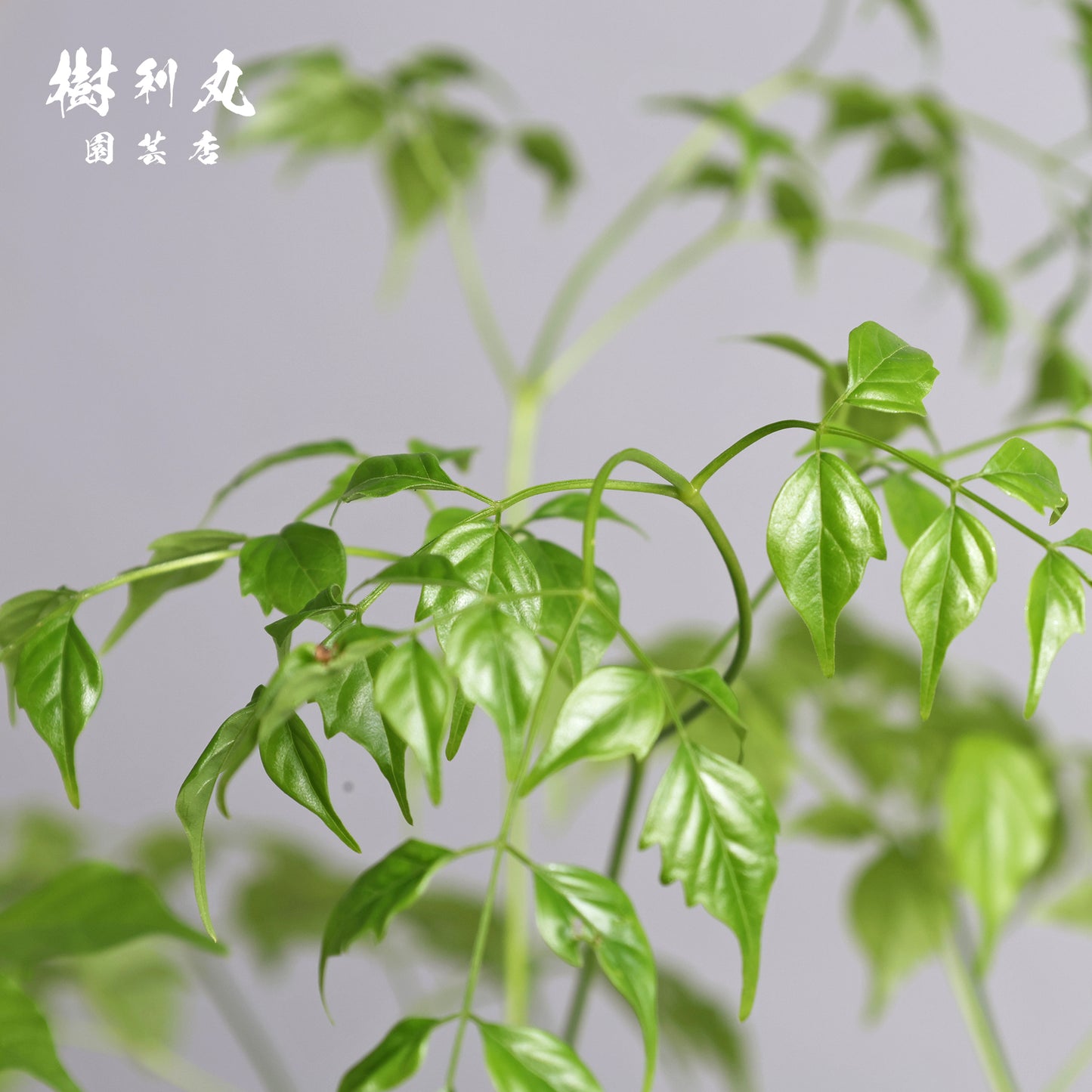 静けさの中に、覚悟あり - ステレオスペルマム