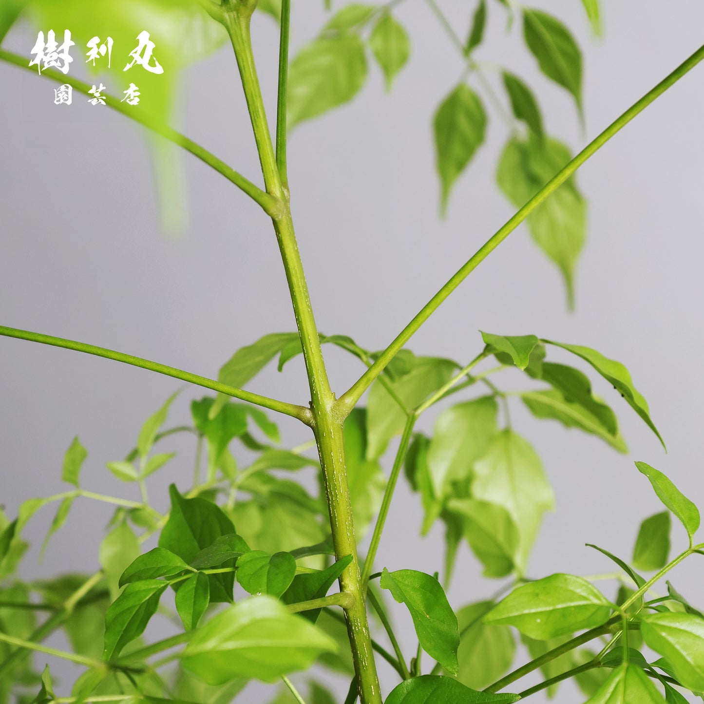 静けさの中に、覚悟あり - ステレオスペルマム