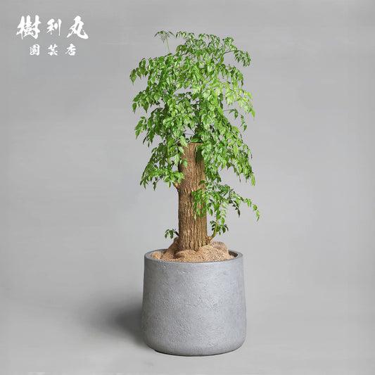 乾きを知らぬ、静の力 - ステレオスペルマム