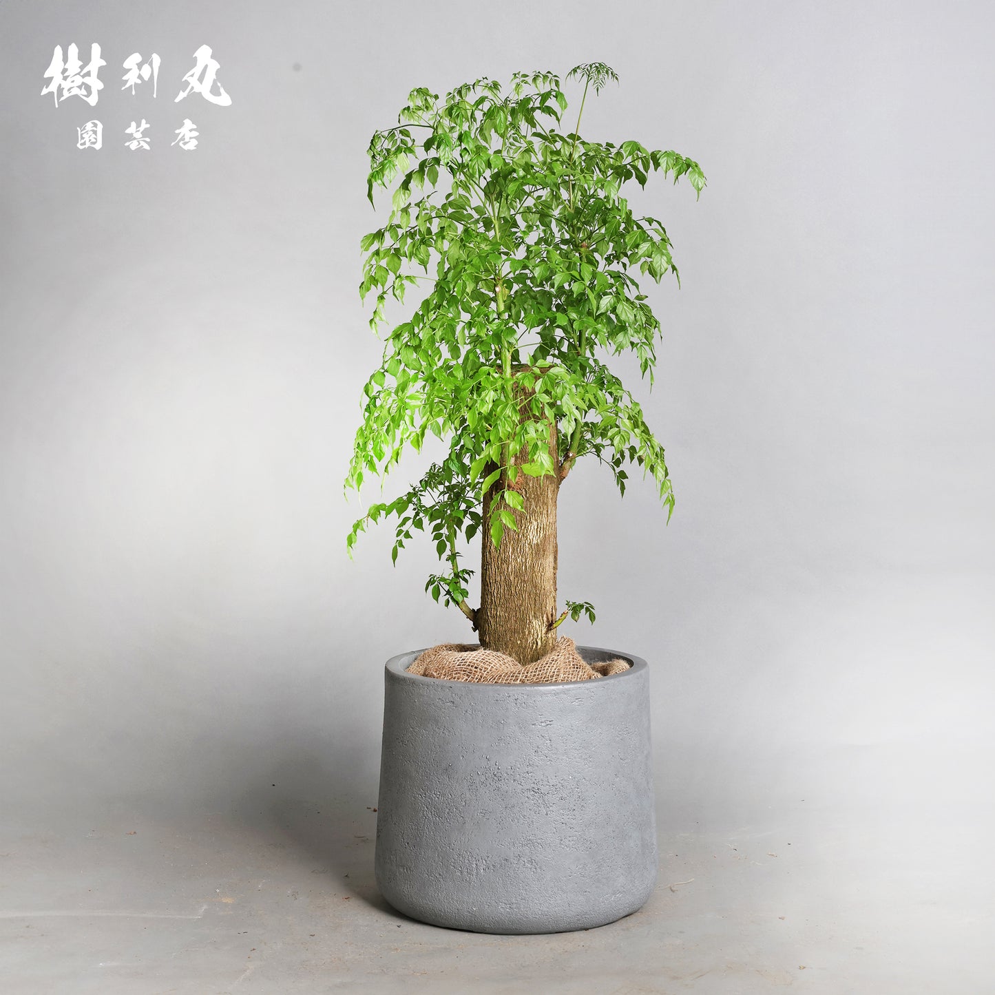 乾きを知らぬ、静の力 - ステレオスペルマム