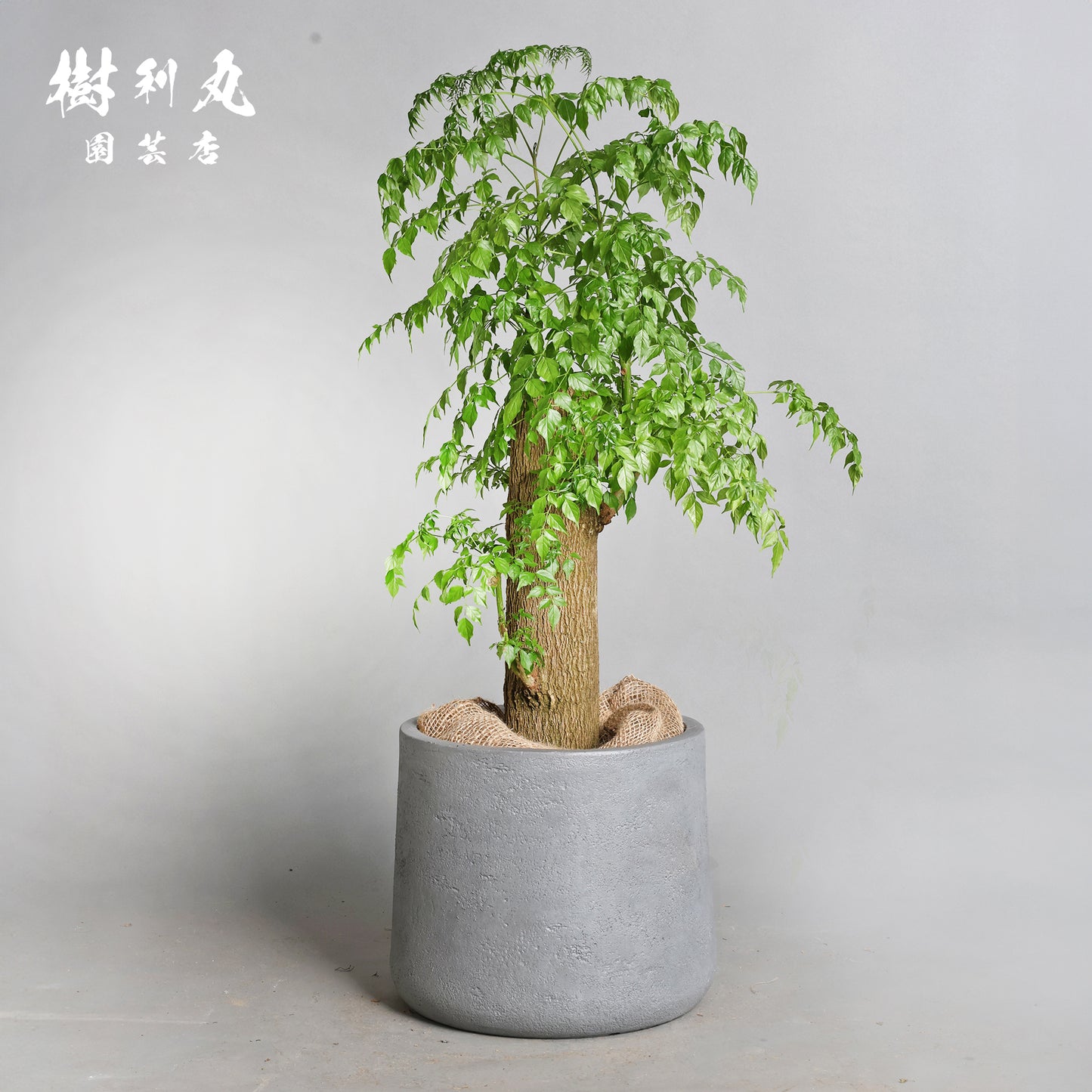 乾きを知らぬ、静の力 - ステレオスペルマム