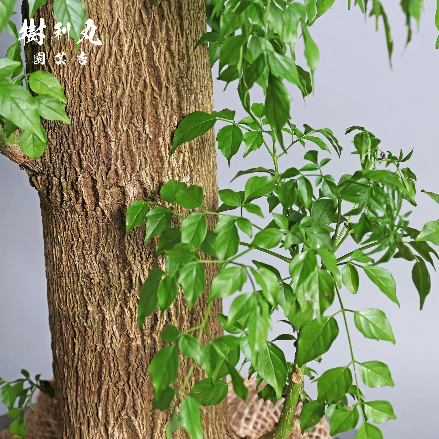 乾きを知らぬ、静の力 - ステレオスペルマム