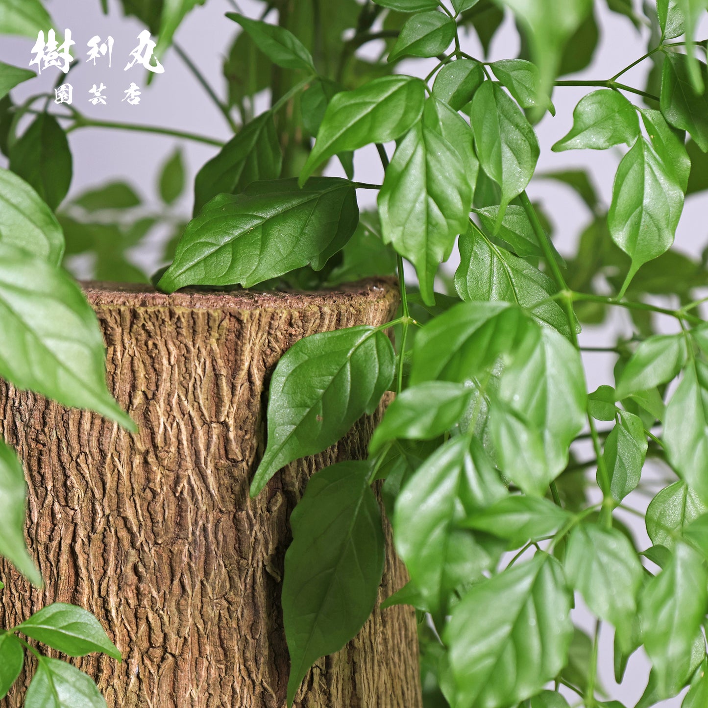 乾きを知らぬ、静の力 - ステレオスペルマム