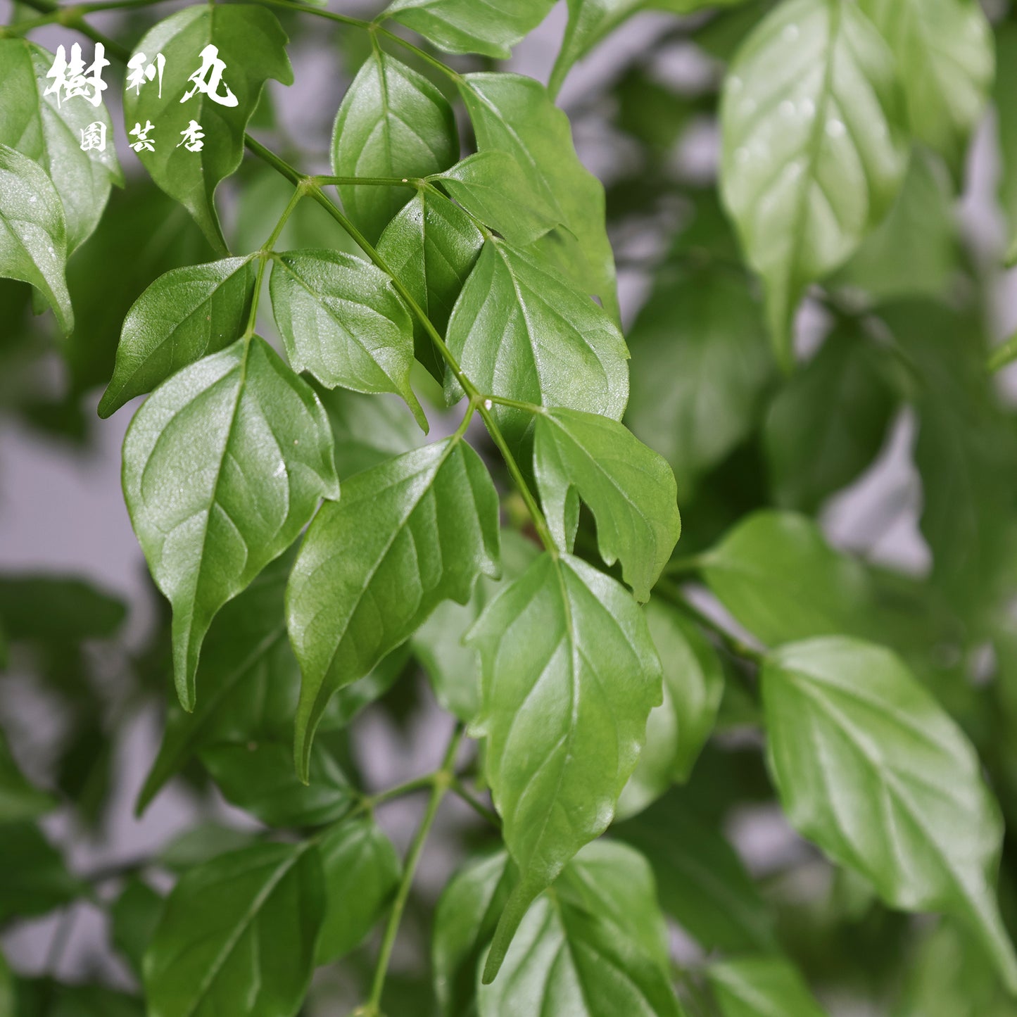 乾きを知らぬ、静の力 - ステレオスペルマム