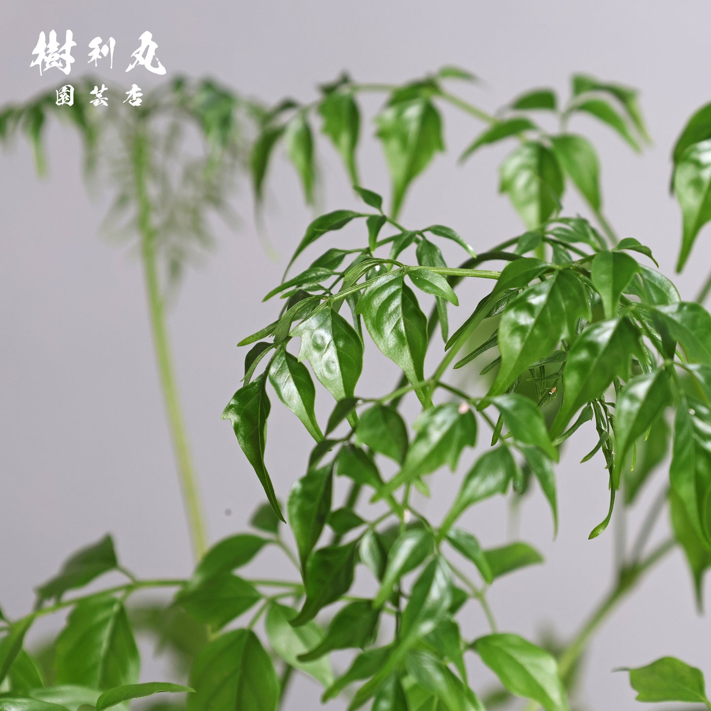 乾きを知らぬ、静の力 - ステレオスペルマム