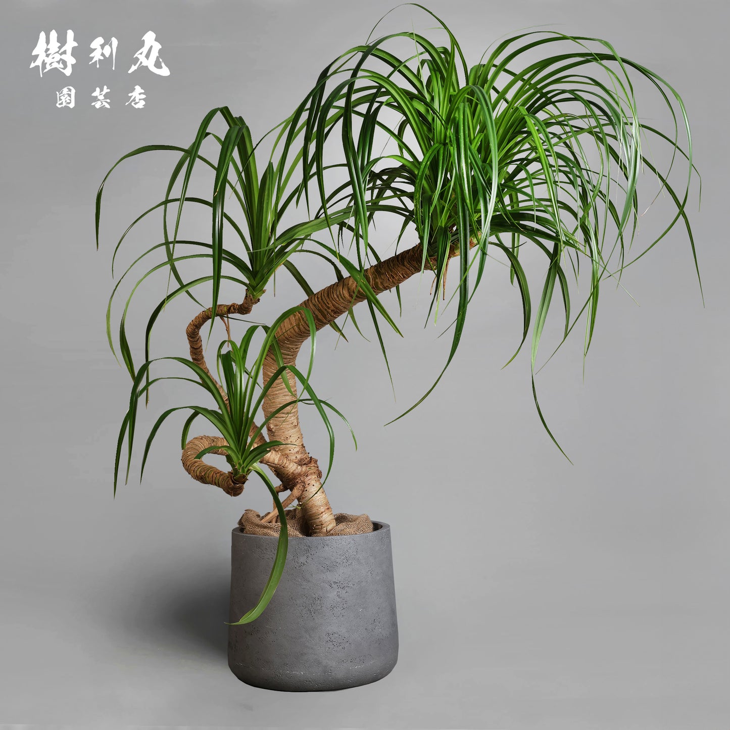 揺れながら、軸は太く - タコの木