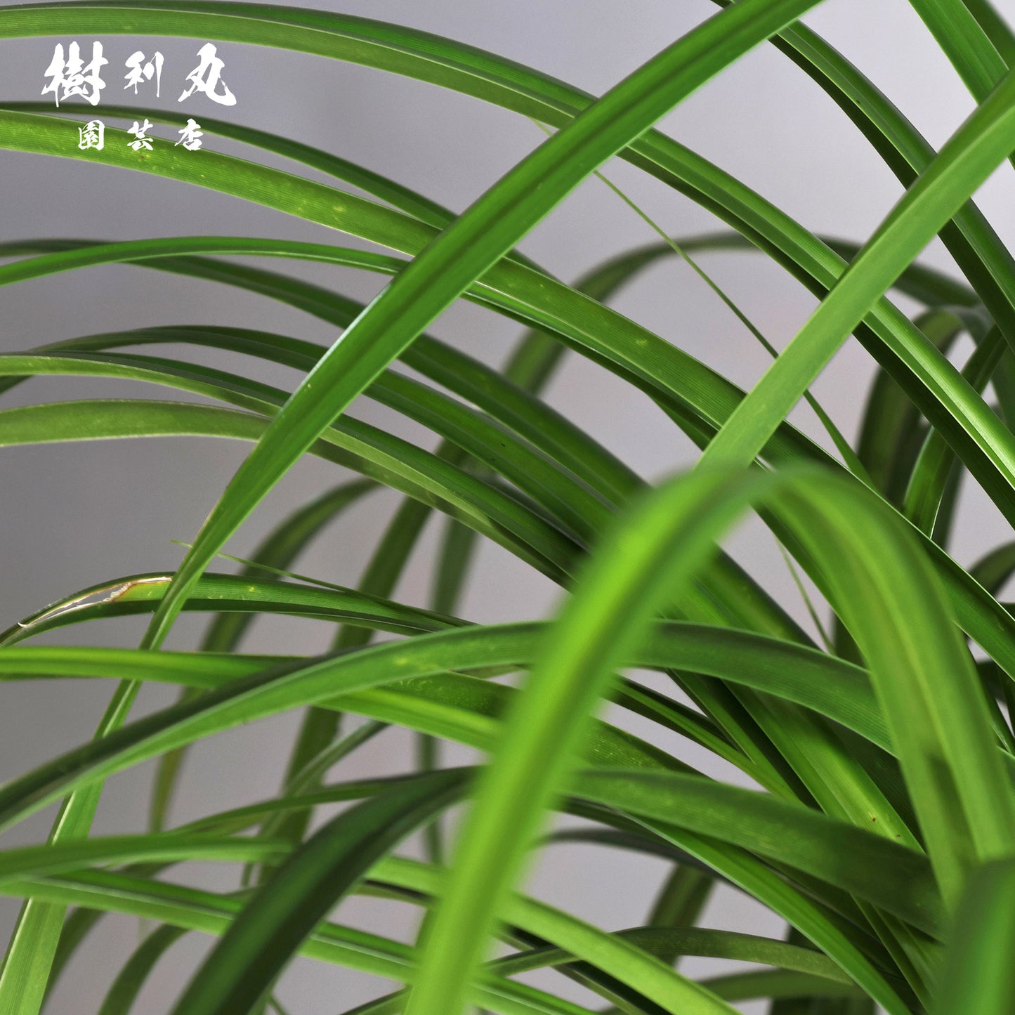 揺れながら、軸は太く - タコの木