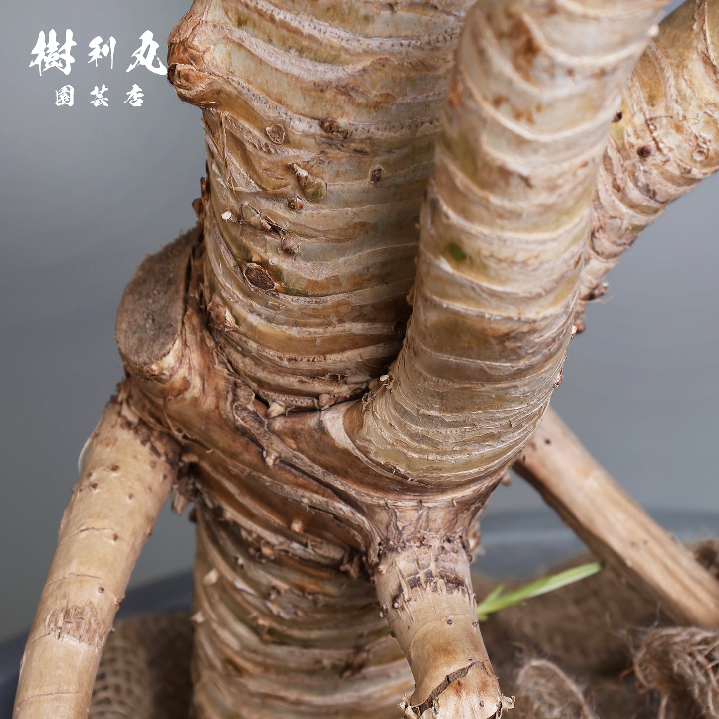 揺れながら、軸は太く - タコの木