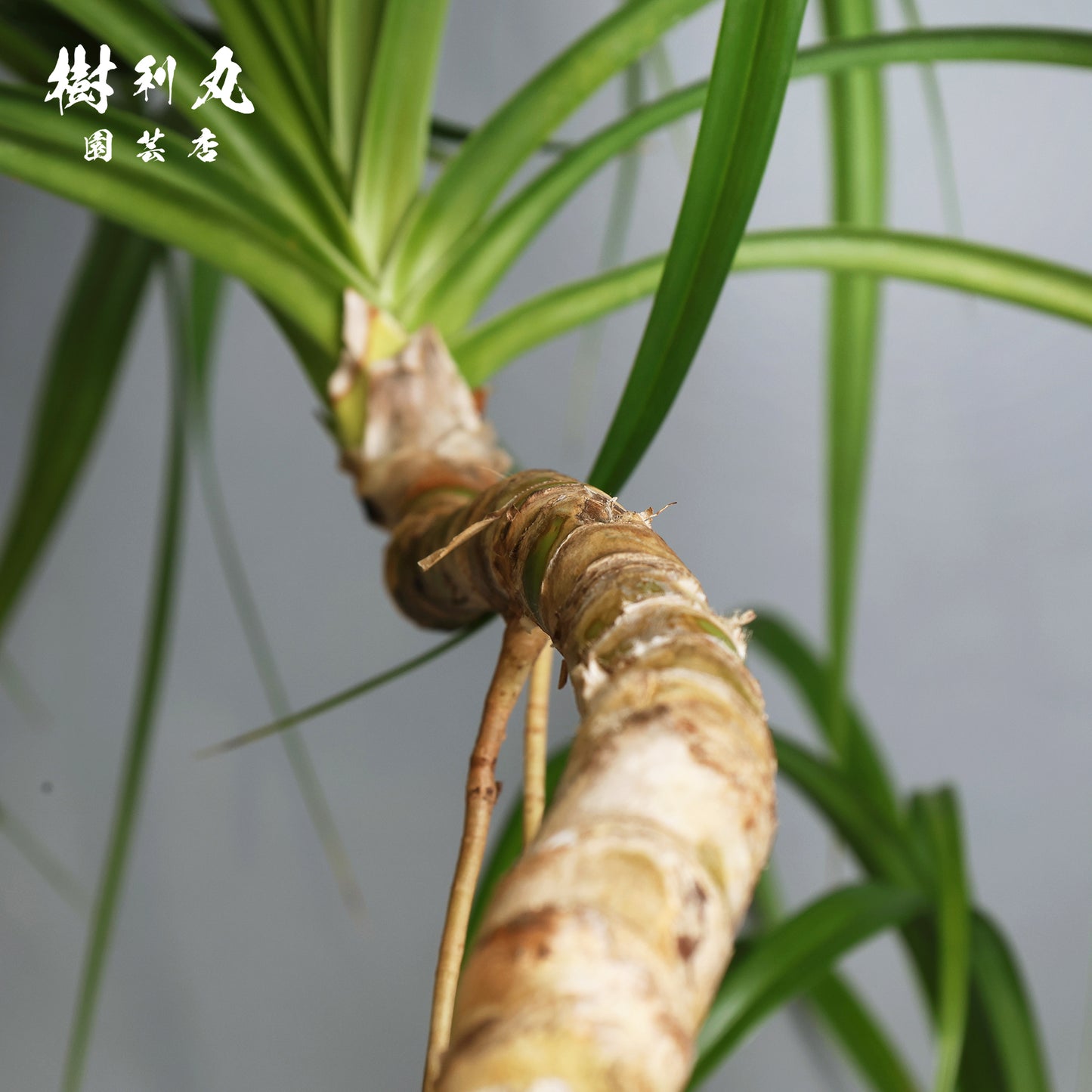 揺れながら、軸は太く - タコの木