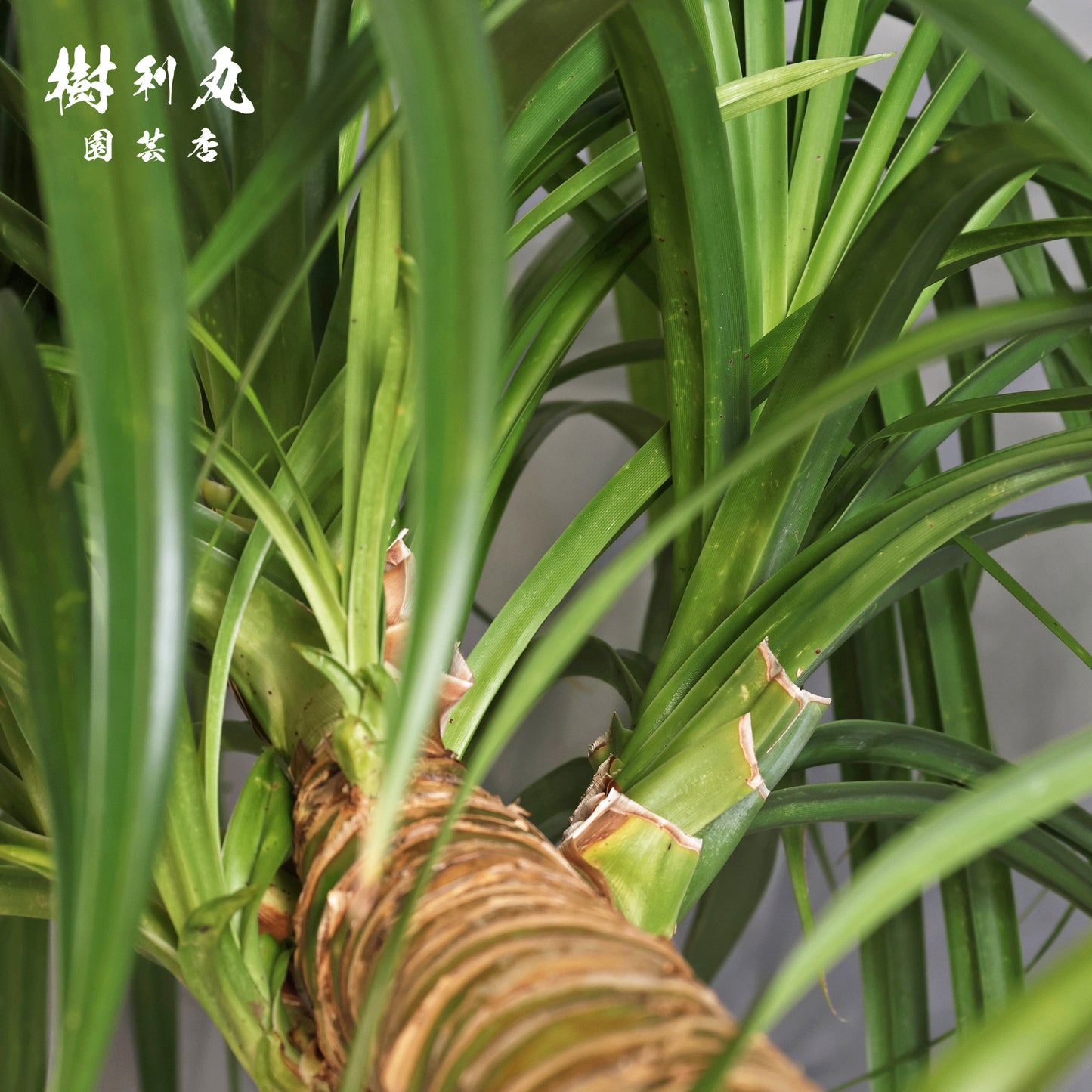 揺れながら、軸は太く - タコの木