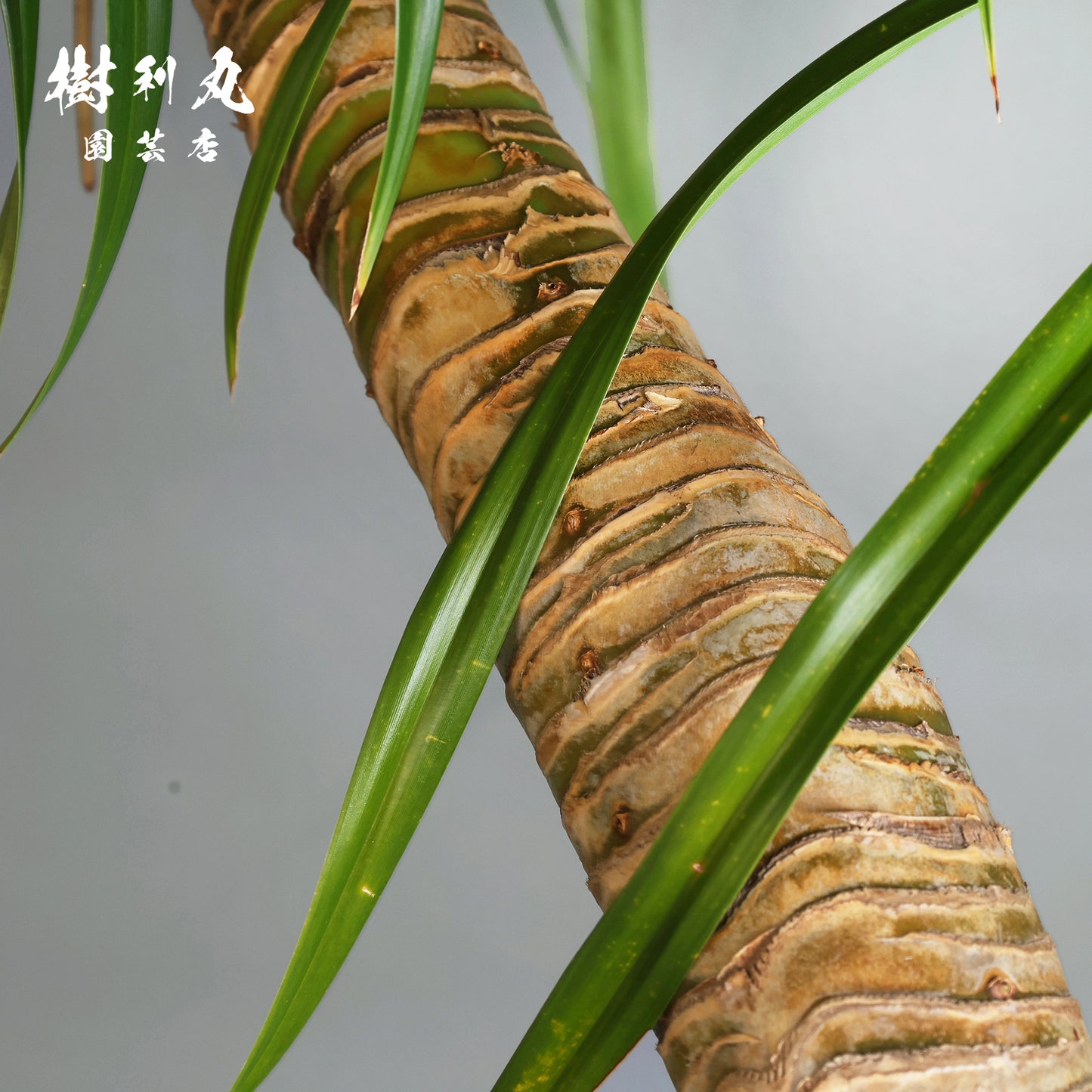 揺れながら、軸は太く - タコの木