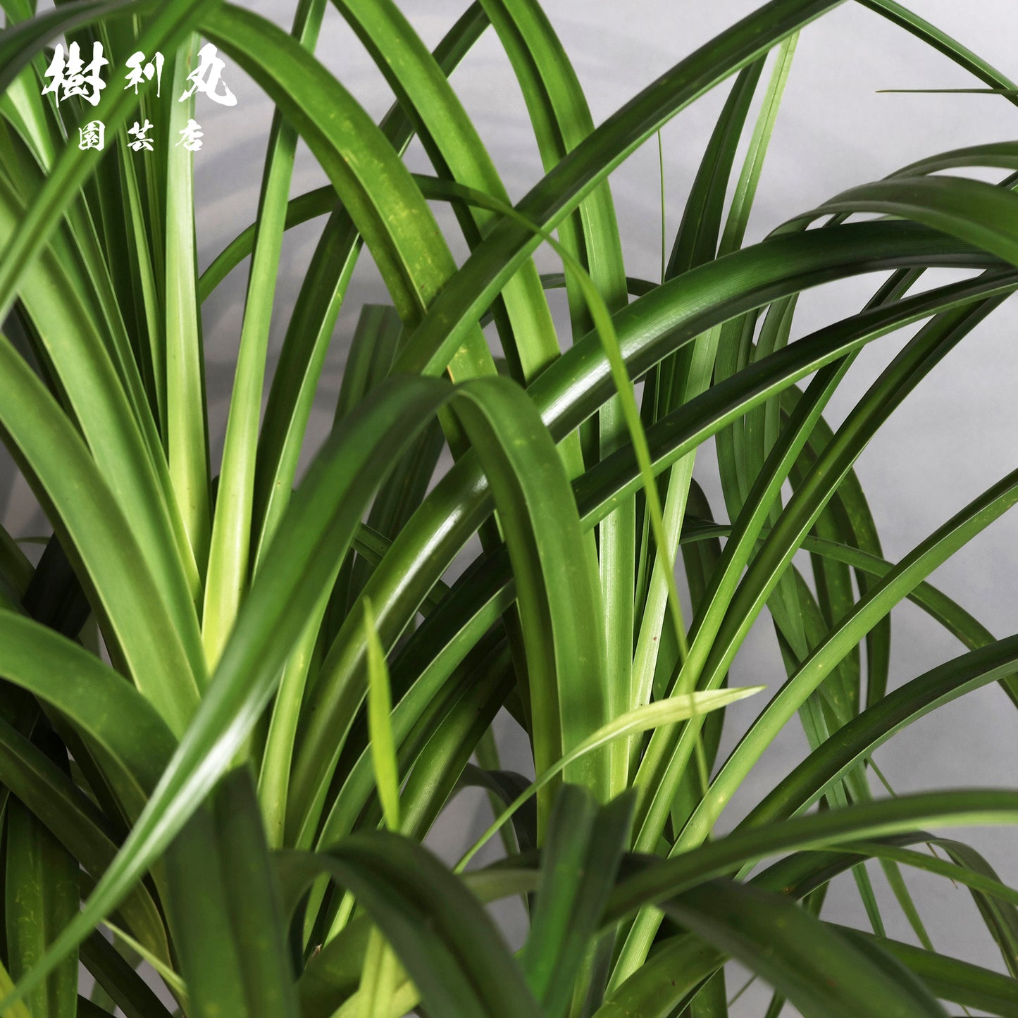 揺れながら、軸は太く - タコの木