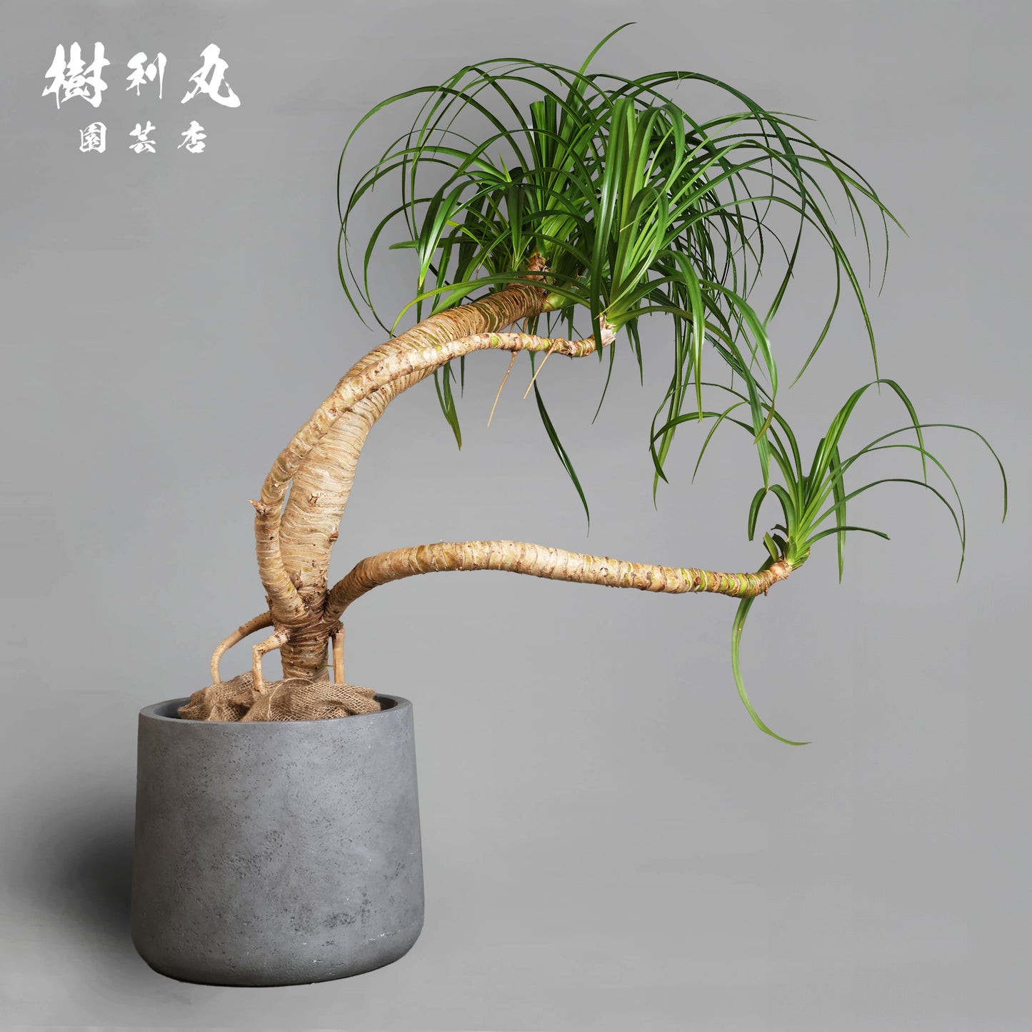 揺れながら、軸は太く - タコの木