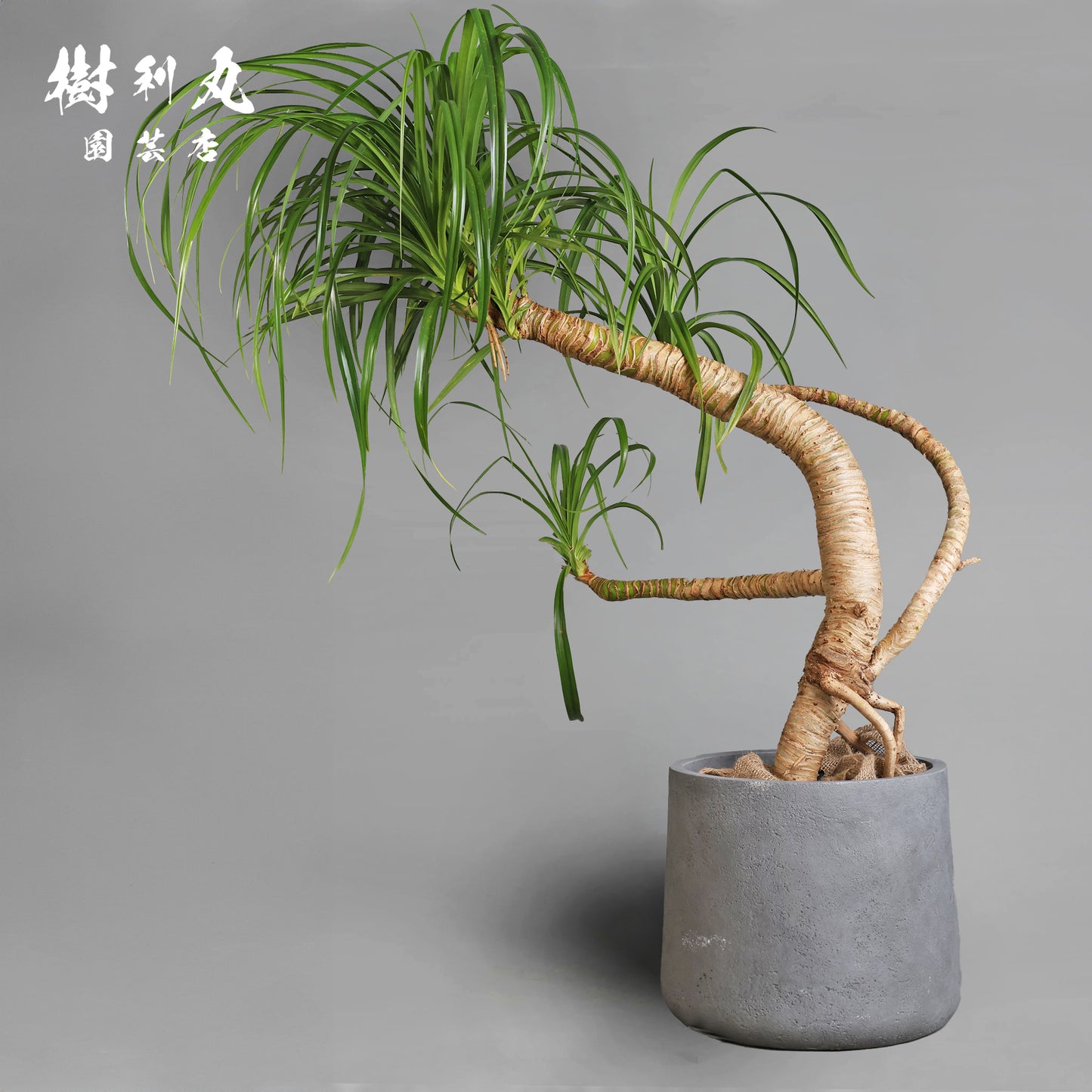 揺れながら、軸は太く - タコの木