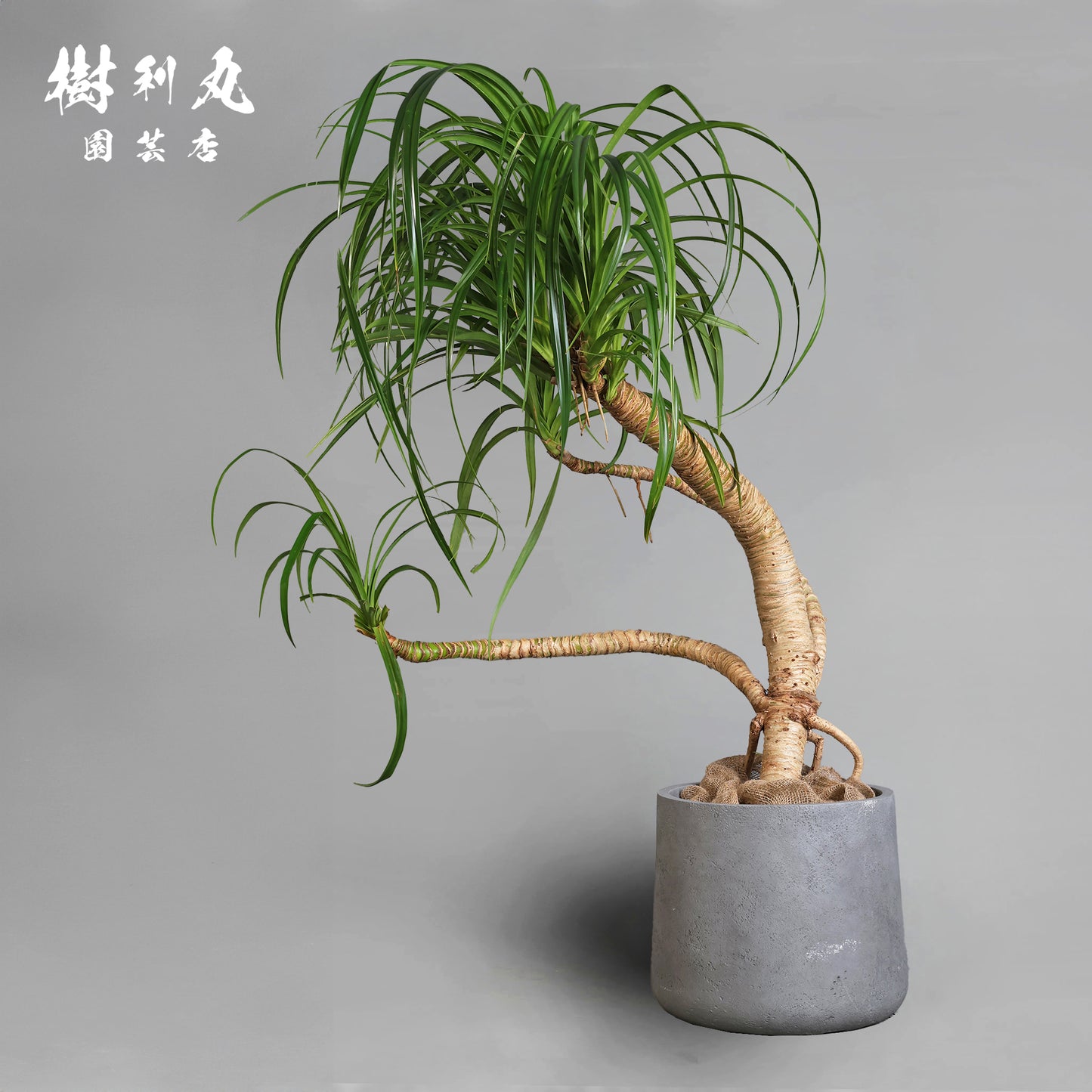 揺れながら、軸は太く - タコの木