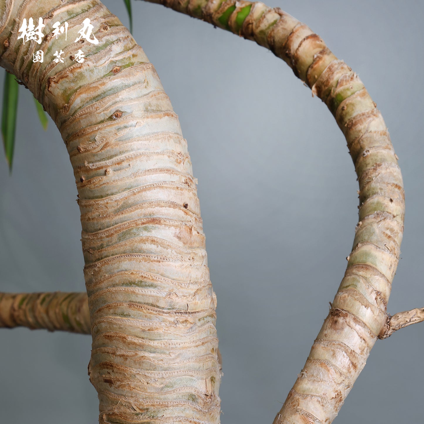 揺れながら、軸は太く - タコの木