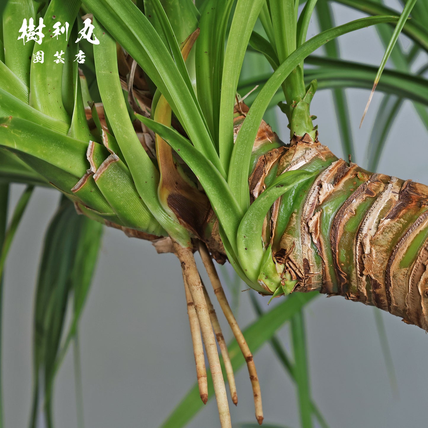 揺れながら、軸は太く - タコの木